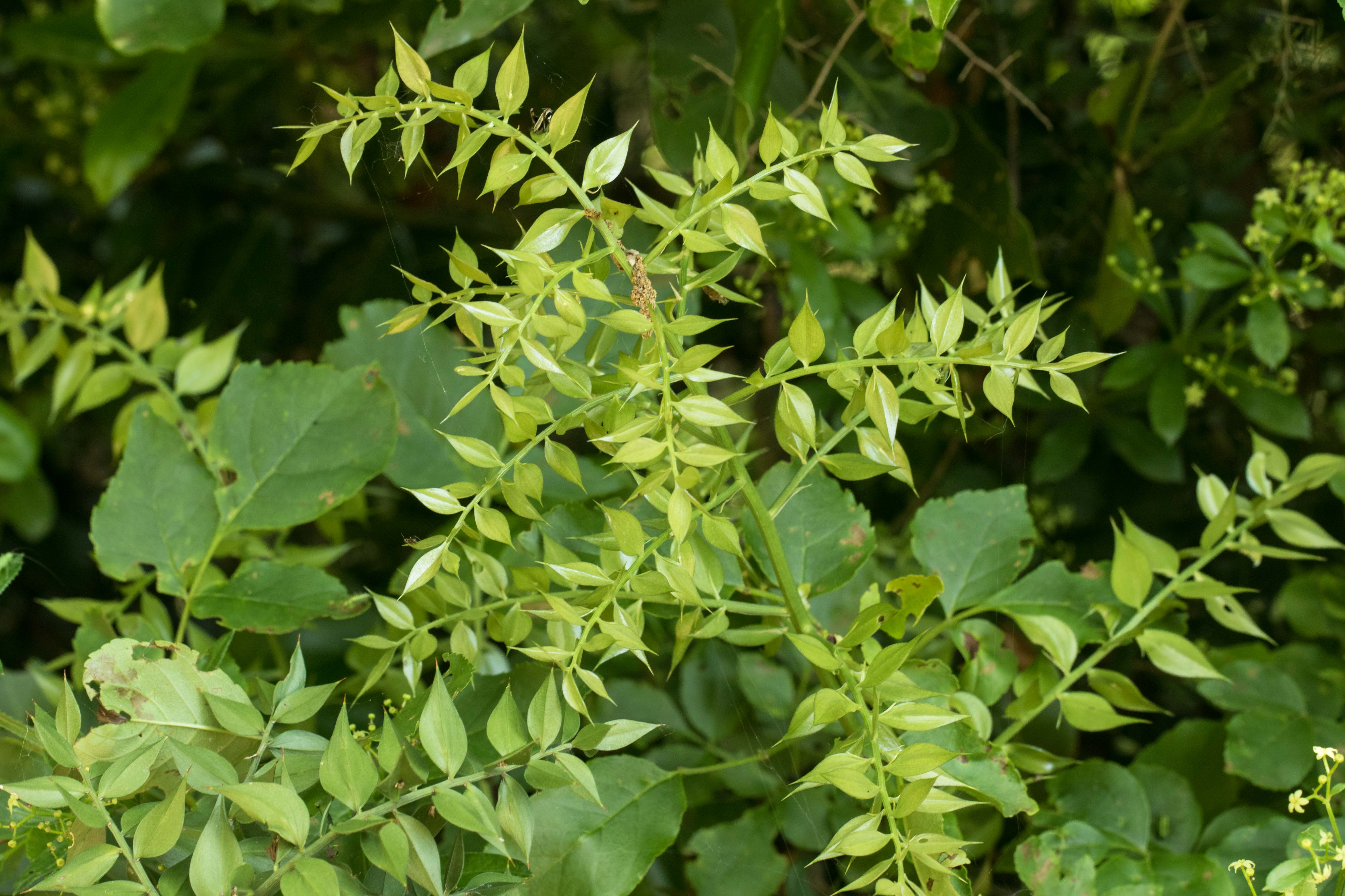 Ruscus aculeatus.jpg