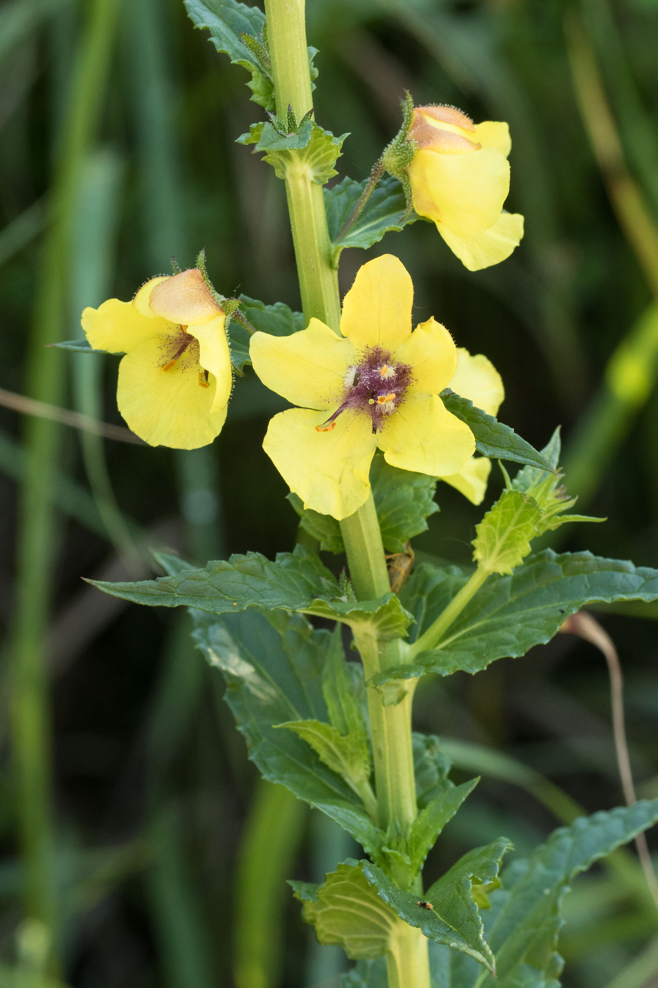 Verbascum blattaria.jpg