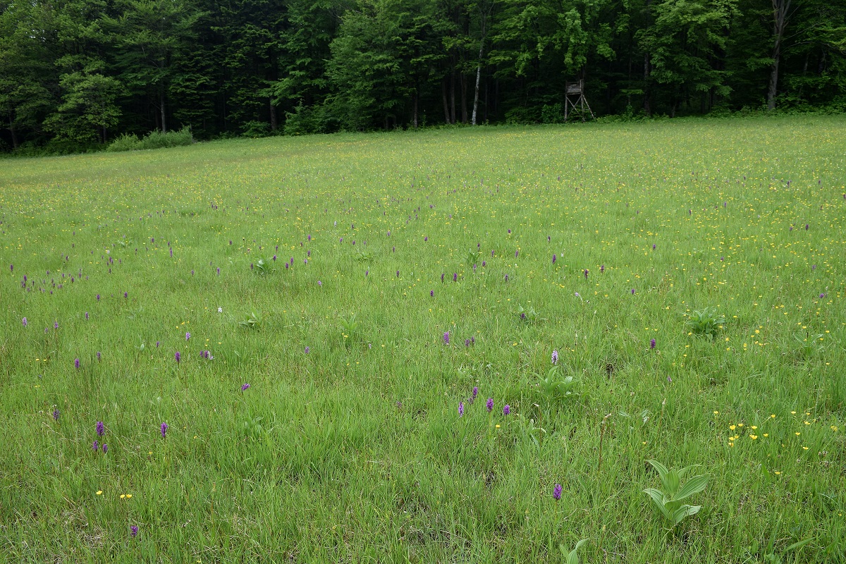 Klausen-Leopold - G 2-31052019-(69) - Dactylorhiza majalis - Breitblatt-Fingerwurz.JPG