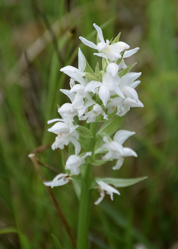 Klausen-Leopold - G 2-31052019-(74) - Dactylorhiza majalis - Breitblatt-Fingerwurz Alba.JPG