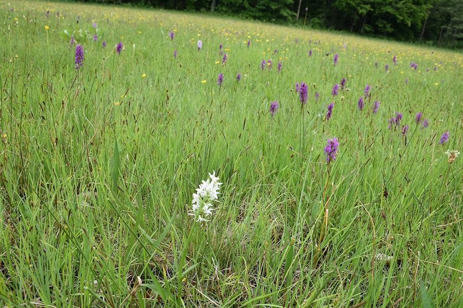 Klausen-Leopold - G 2-31052019-(75) - Dactylorhiza majalis - Breitblatt-Fingerwurz Alba.JPG