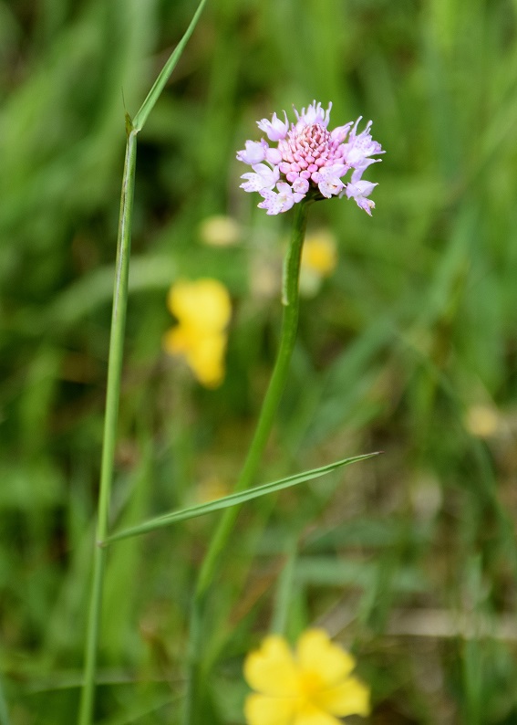 Klausen-Leopoldsd-G 1-31052019-(43) - Traunsteinera globosa - Kugelständel.JPG