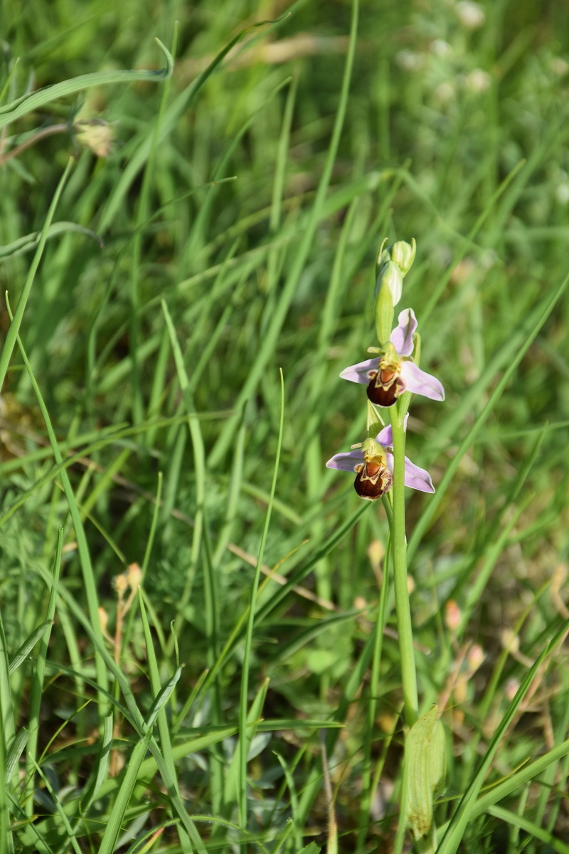 Perchtoldsdorf-Heide-10062019-(3) - Ophrys apifera - Bienen-Ragwurz.JPG