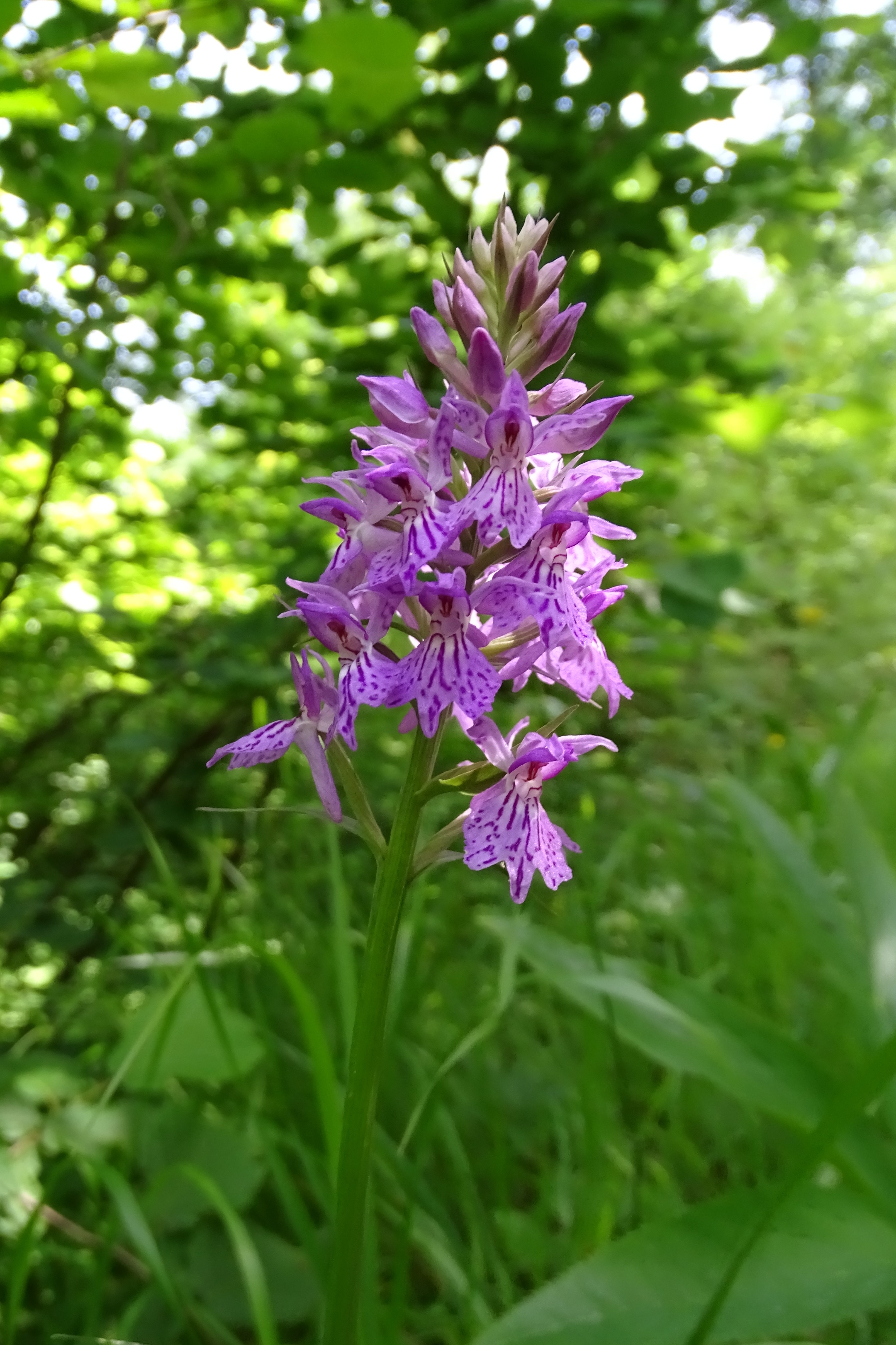 Dactylorhiza fuchsii_lovran.JPG