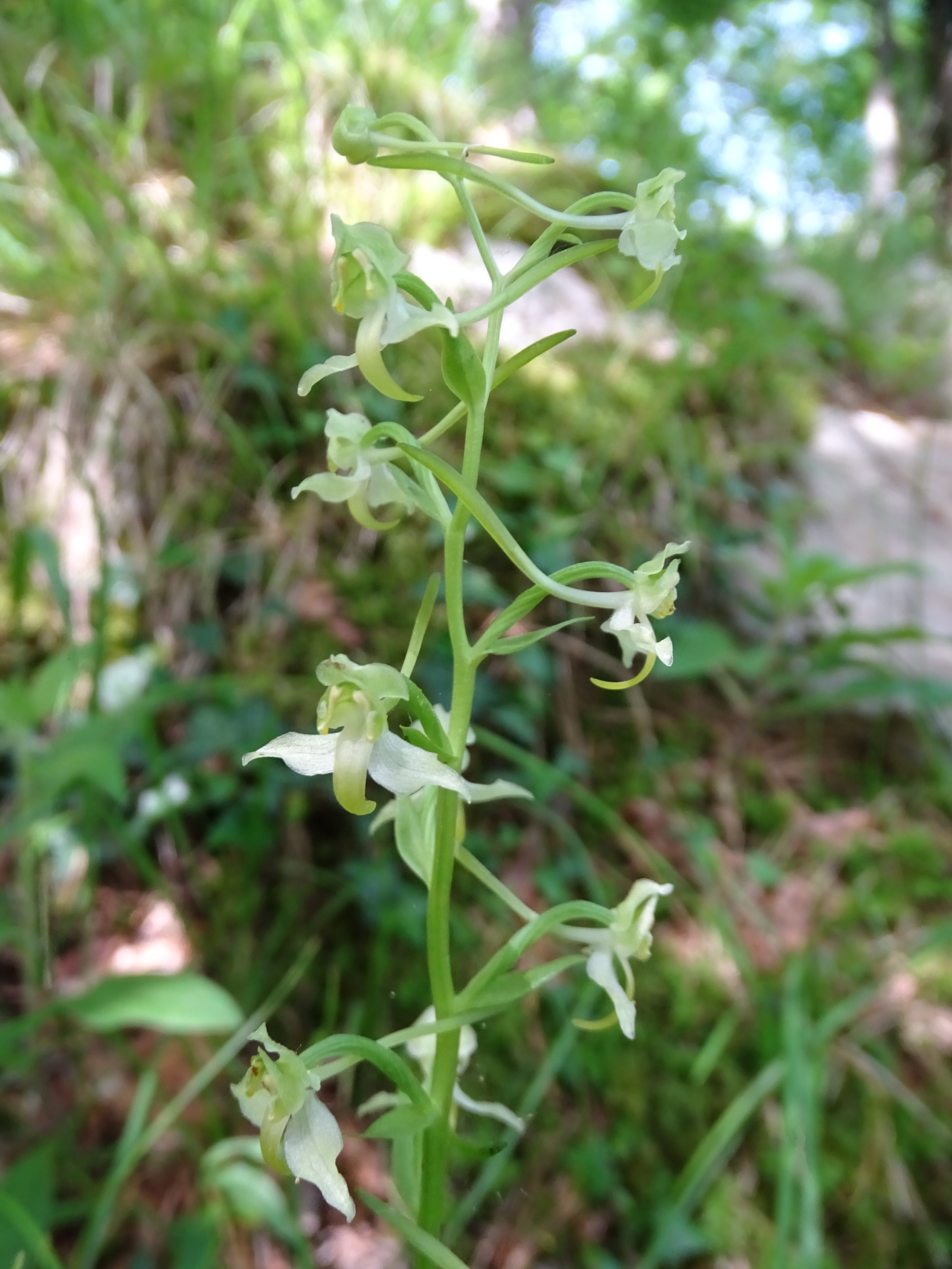 Platanthera chlorantha2_lovran.JPG