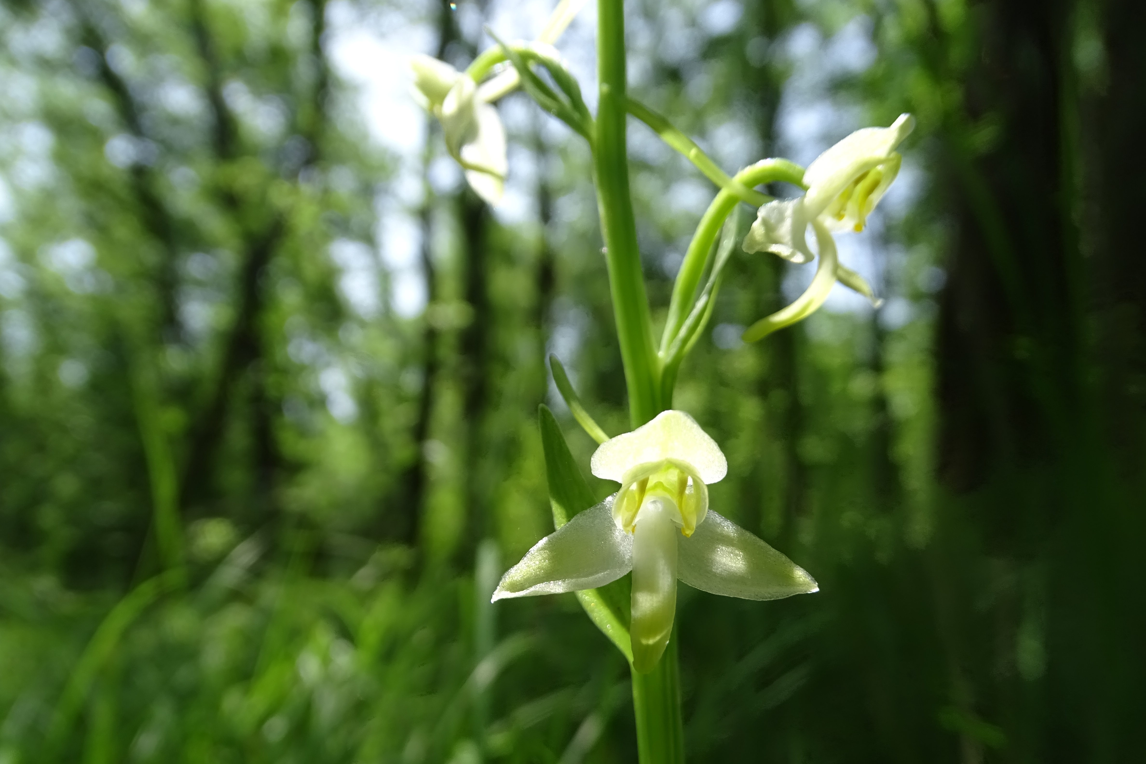 Platanthera chlorantha_lovran.JPG