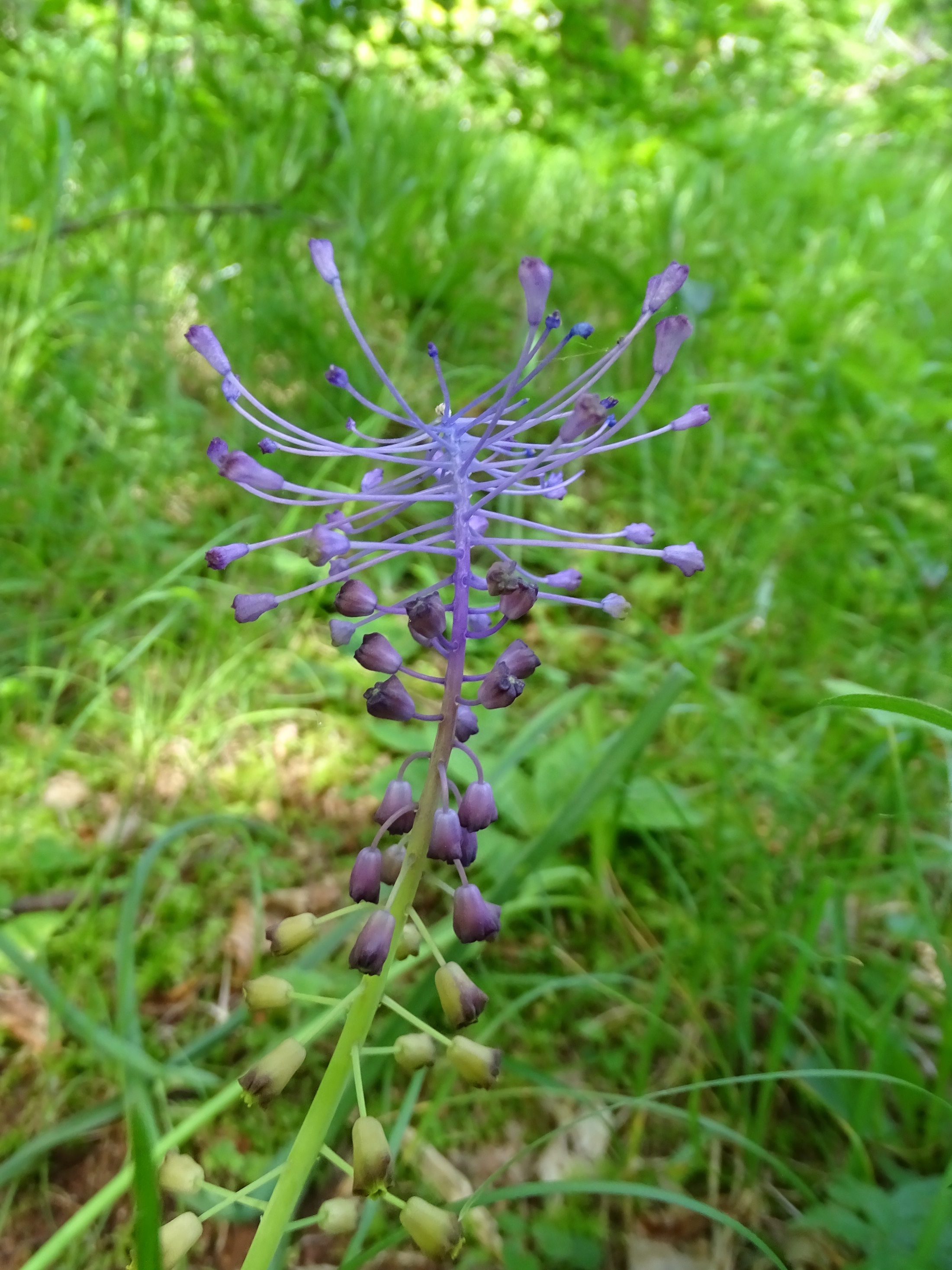 Muscari comosum_lovran.JPG