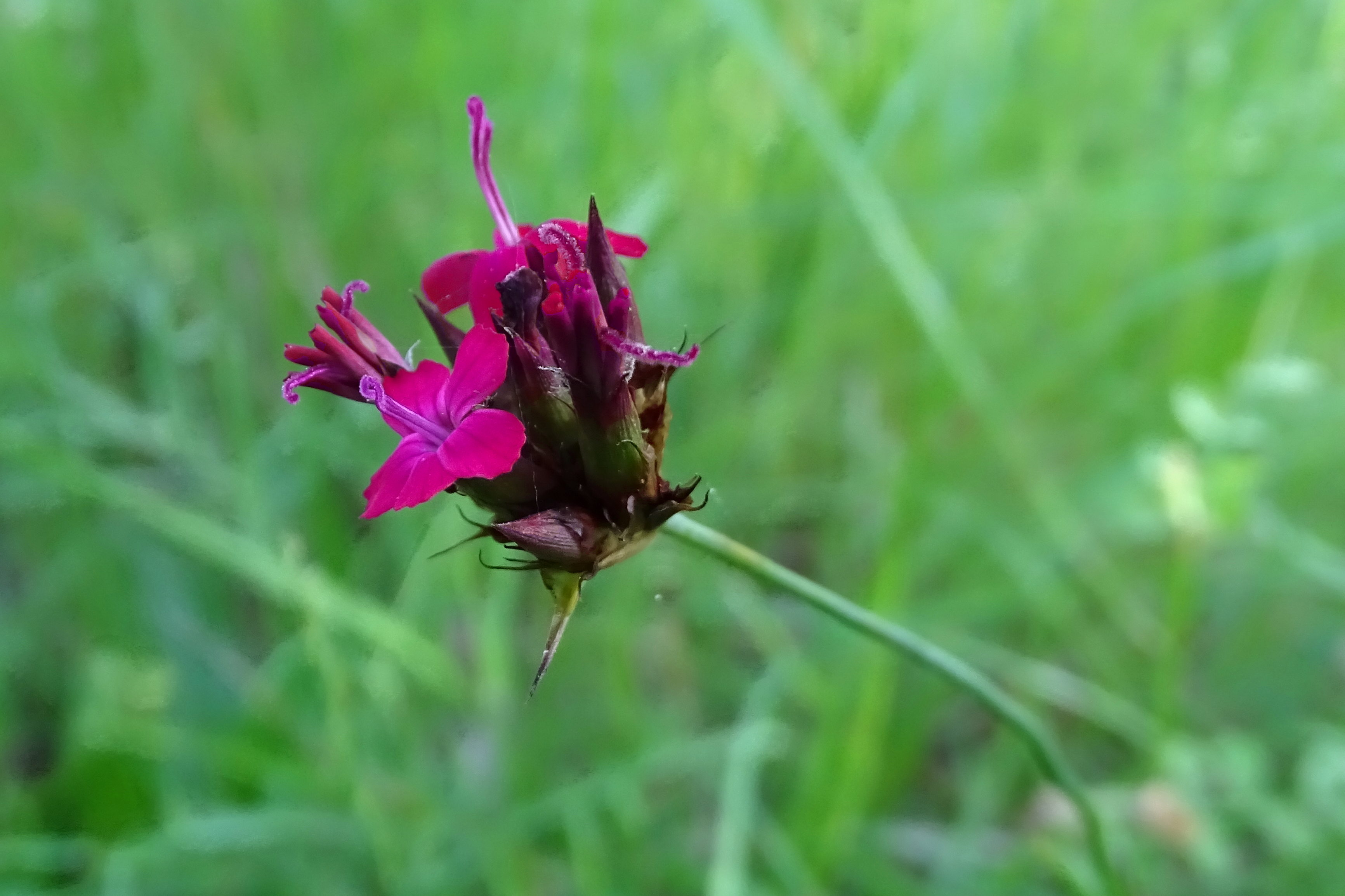 Dianthus sanguineus_lovran.JPG