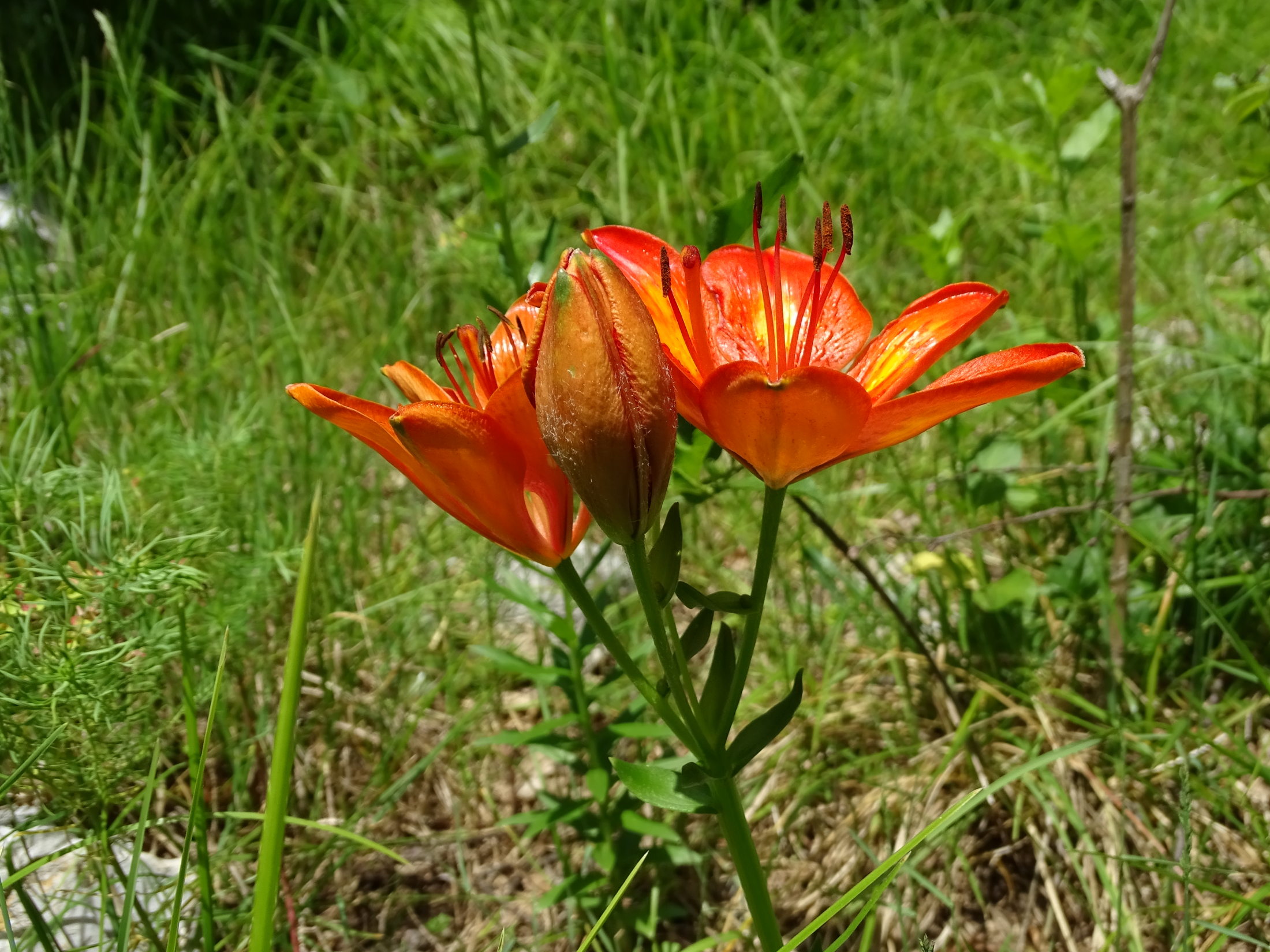 Lilium bulbiferum_lovran.JPG