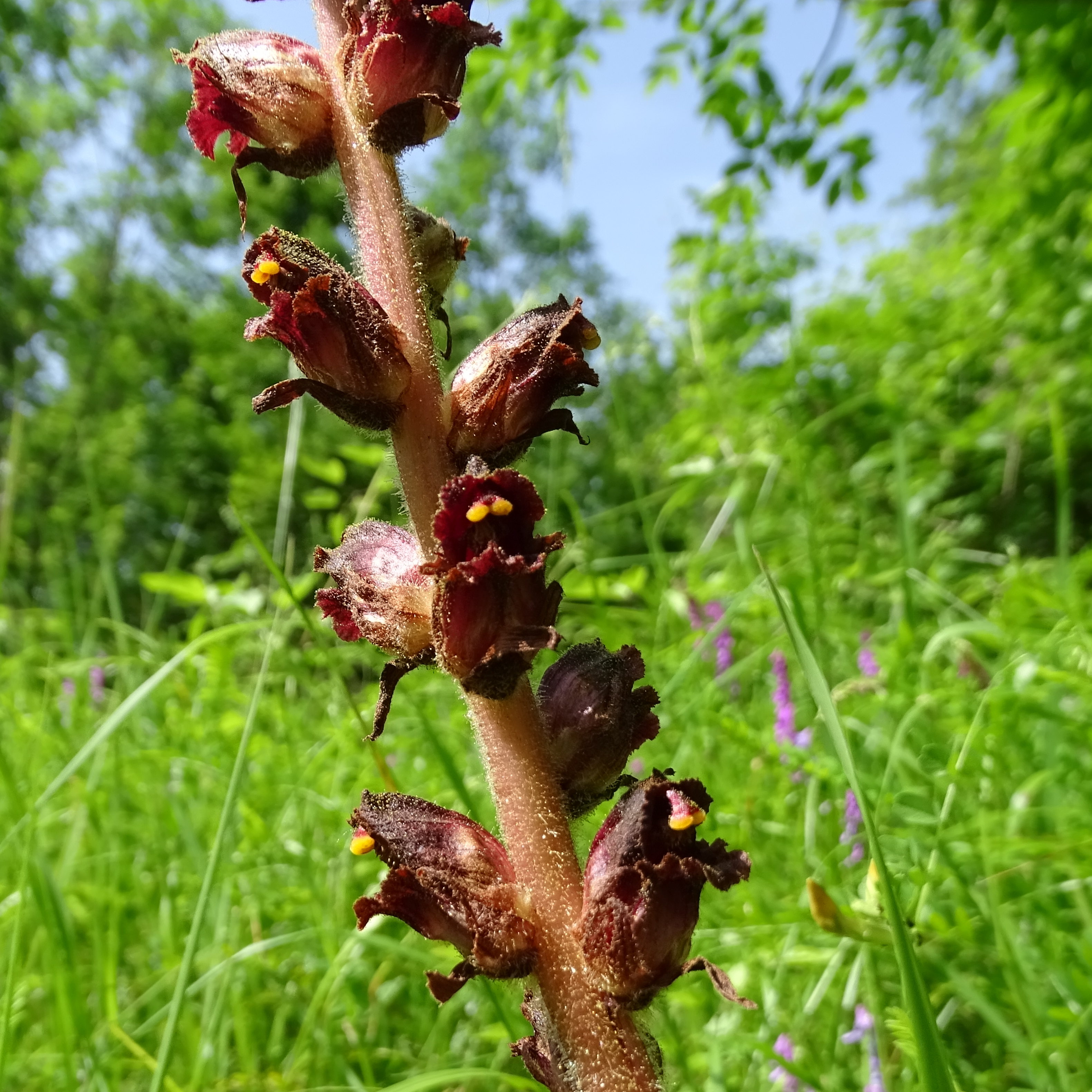 Orobanche gracilis_lovran.JPG