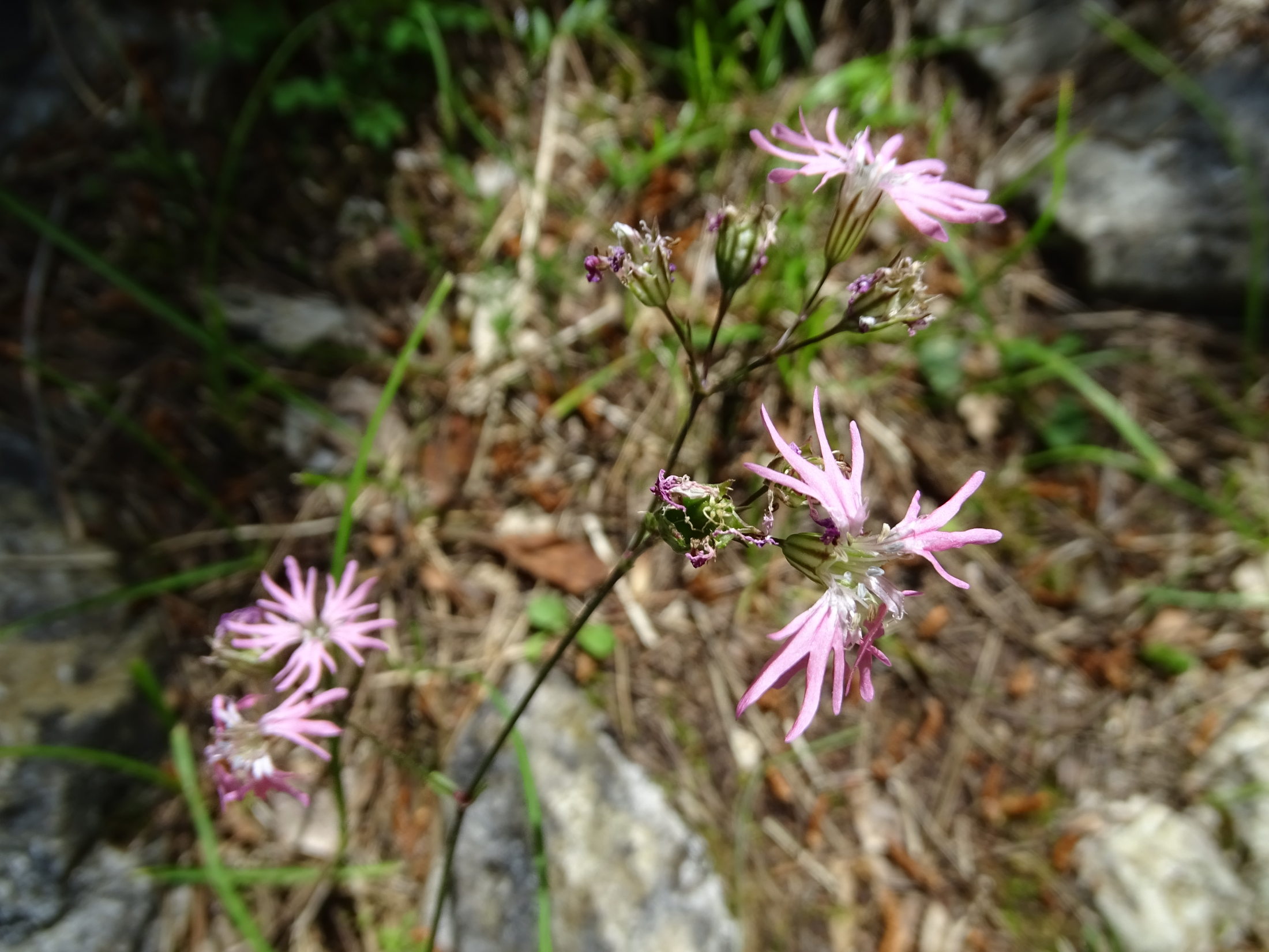 Dianthus_lovran.JPG