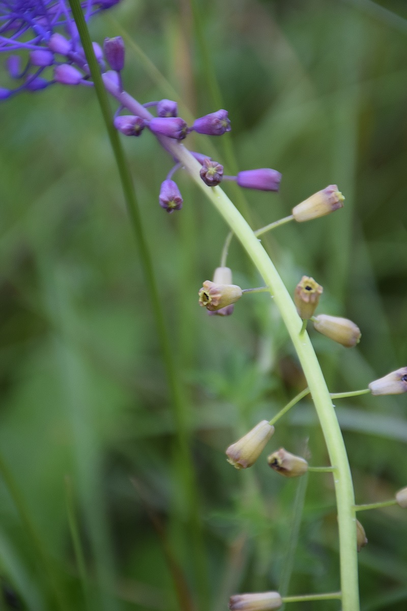 Bft-Stierwiese-10062019-(17) - Muscari comosum -  Schopf-Traubenhyazinthe.JPG