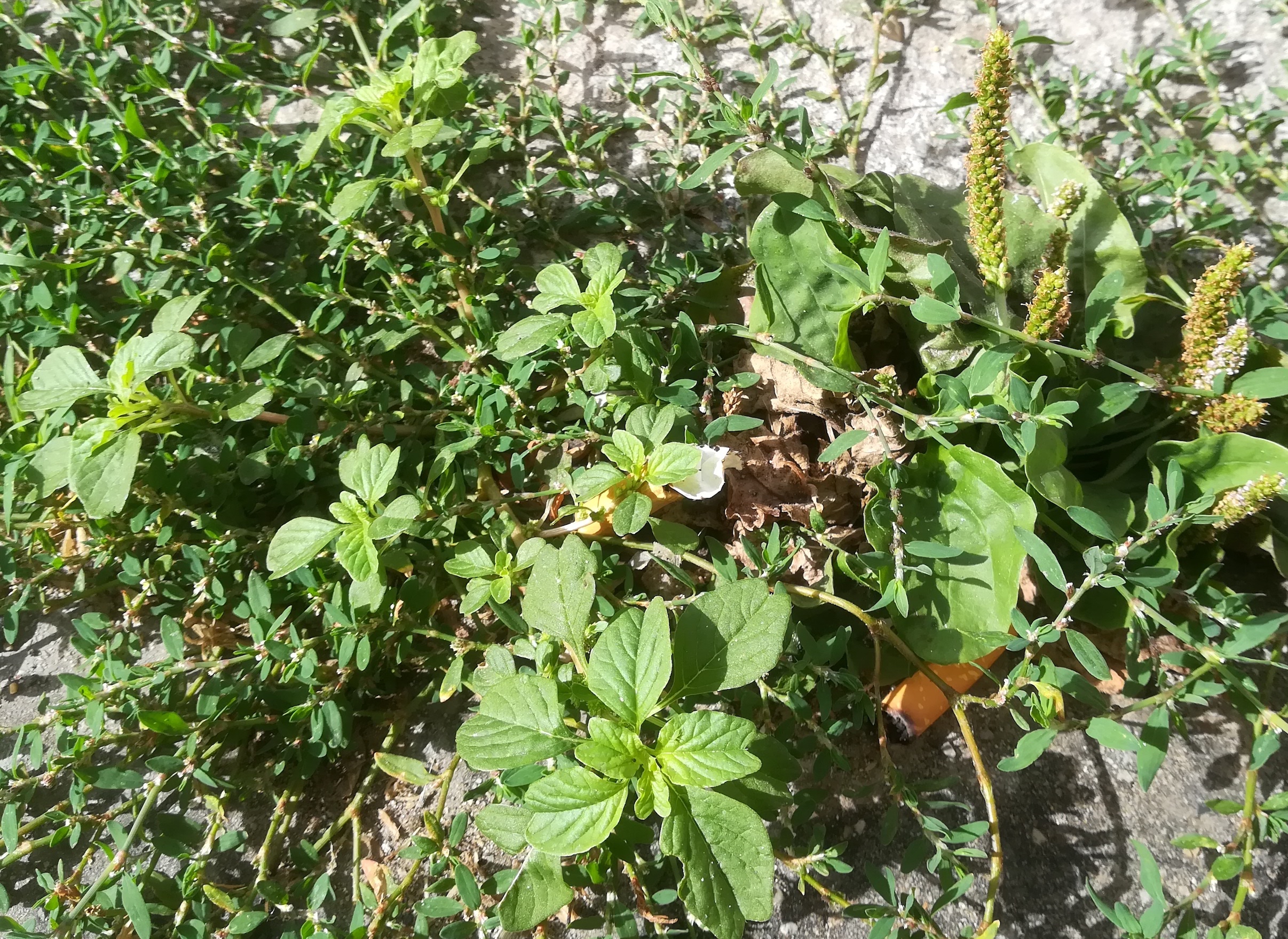 amaranthus blitum landgutgasse E laxenburger str_20190612_090439 2.jpg