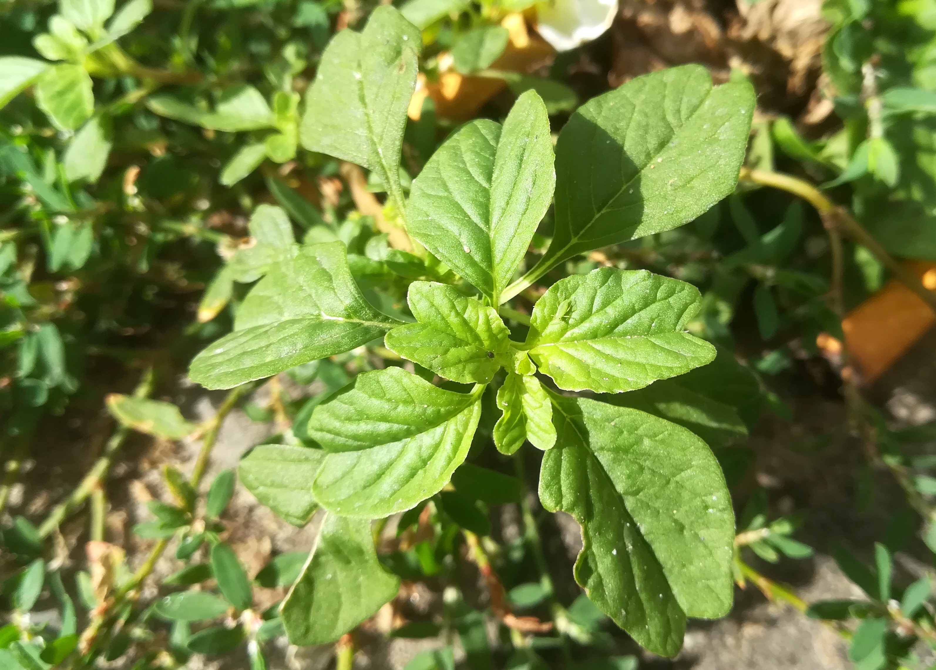 amaranthus blitum landgutgasse E laxenburger str_20190612_090444 2.jpg