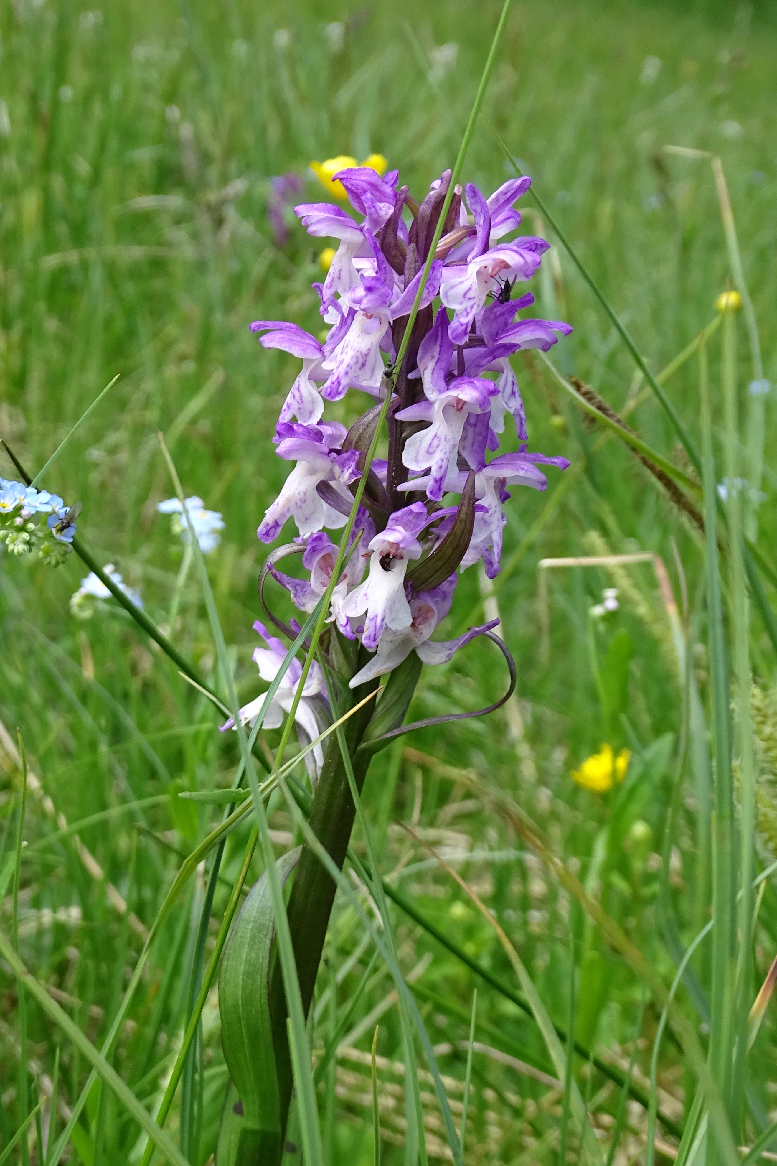 Dactylorhiza majalis4.JPG