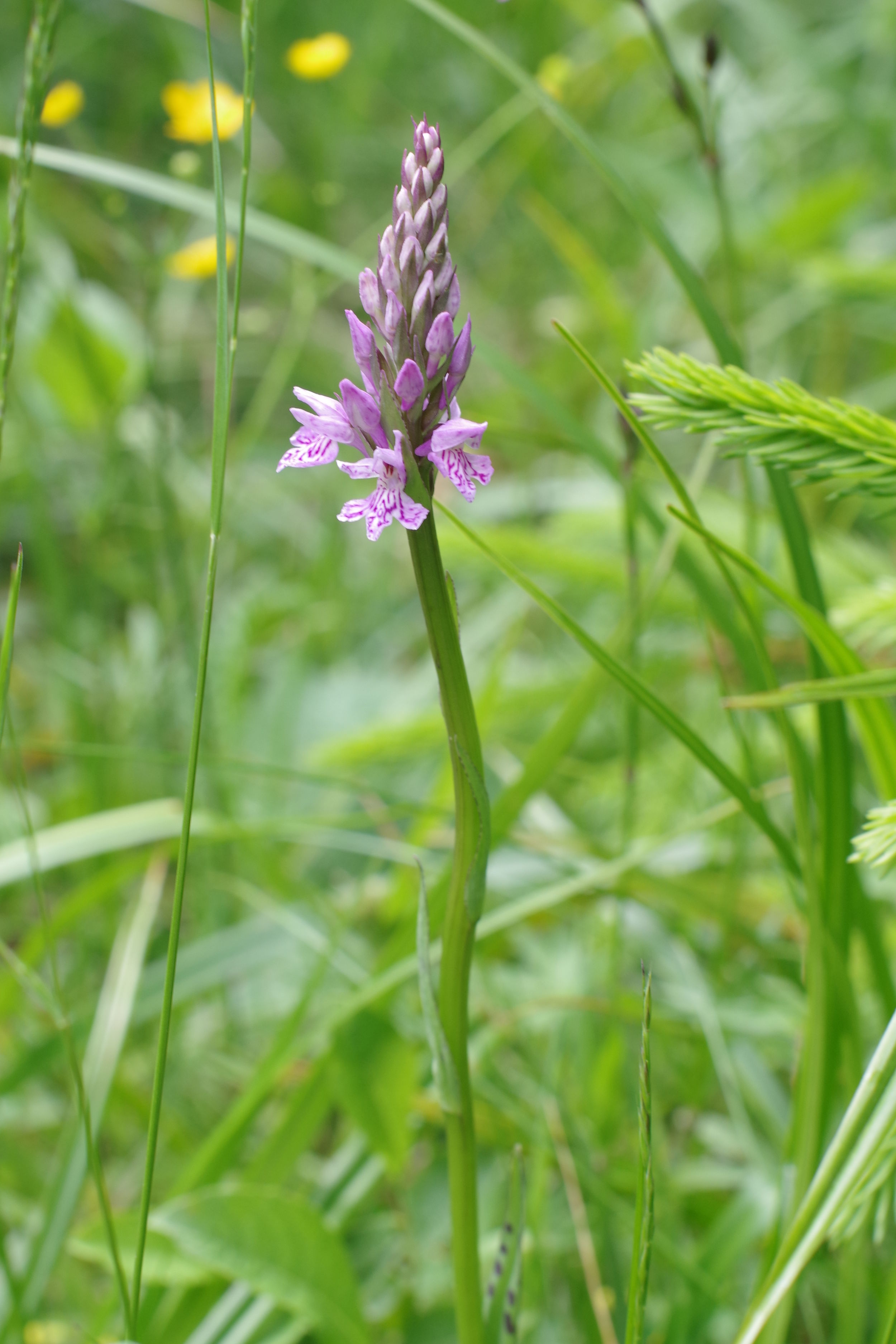 Dactylorhiza fuchsii.JPG