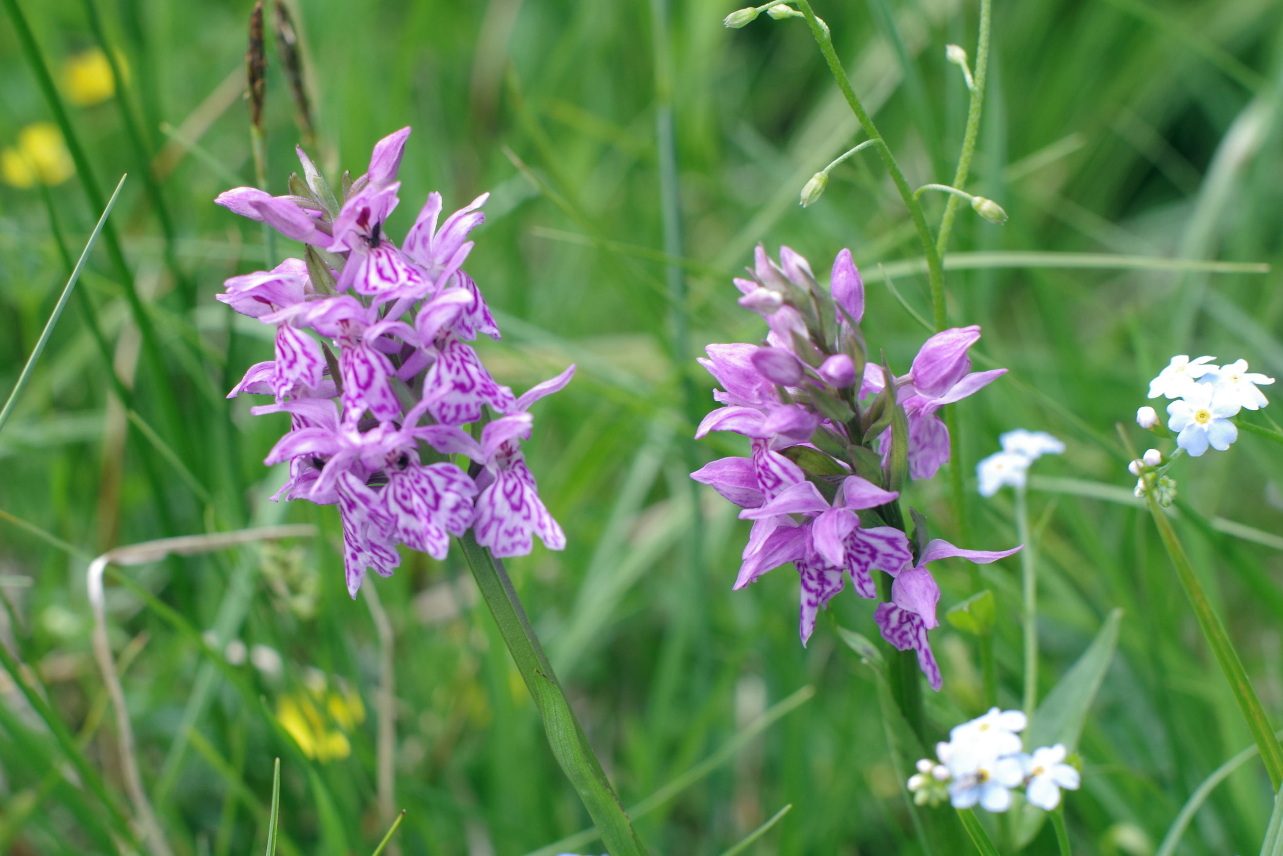 Dactylorhiza majalis3.JPG