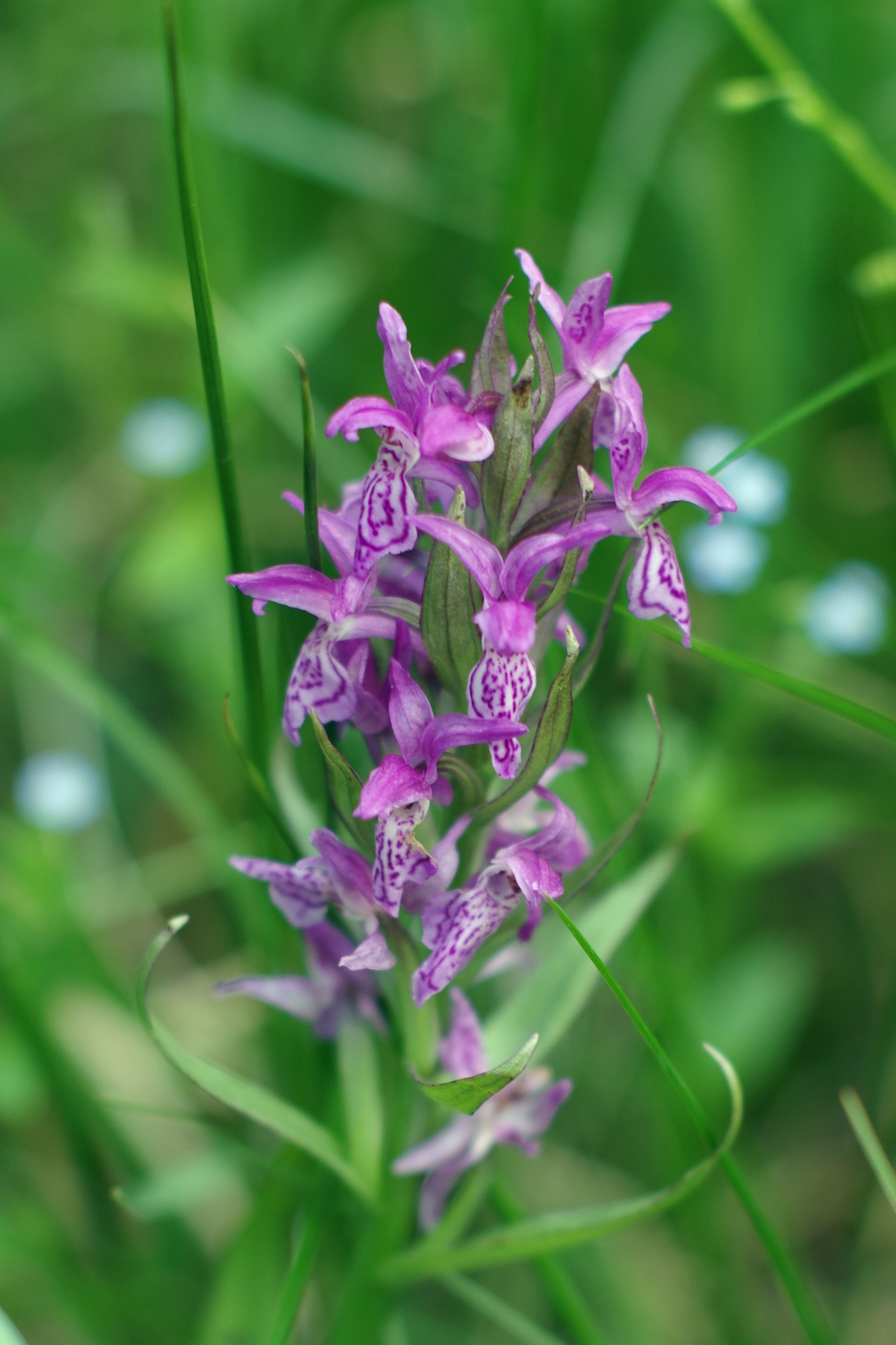 Dactylorhiza majalis2.JPG