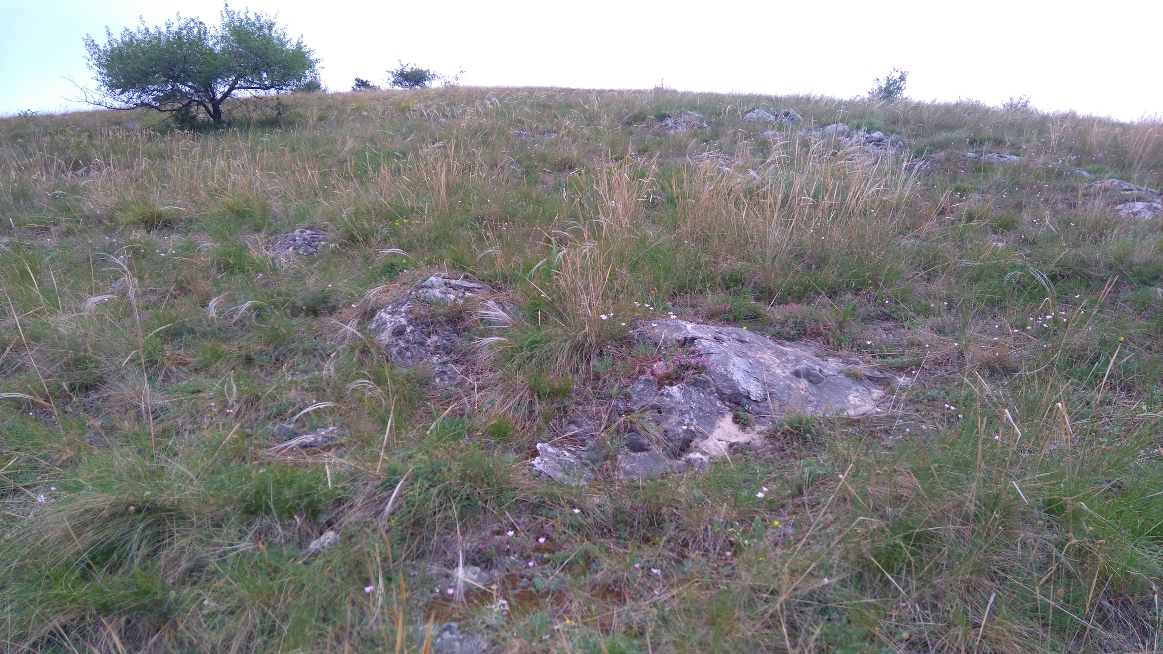 felsensteppe mit stipa eriocaulis_8236.JPG