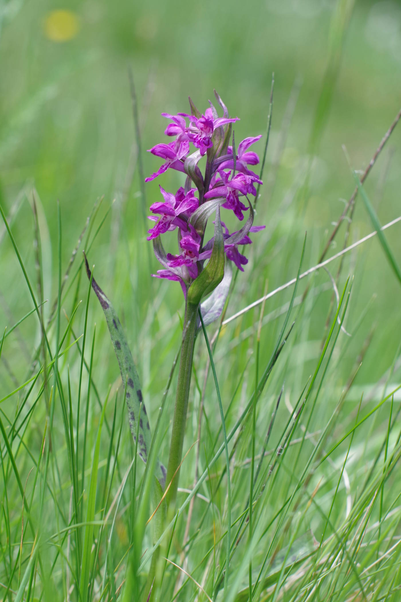 Dactylorhiza majalis.JPG