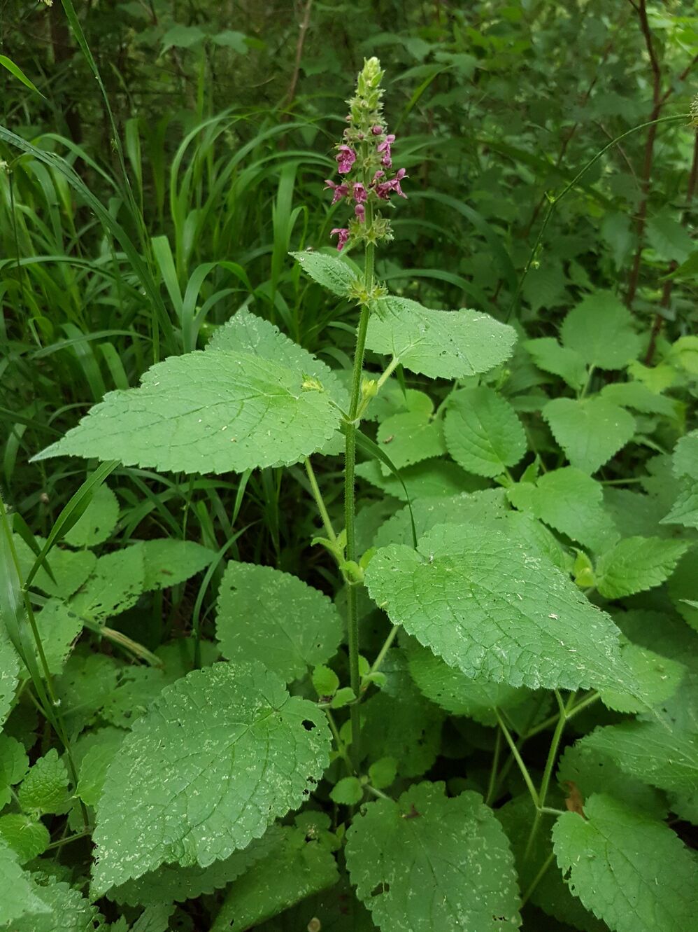 20190612_194639.jpg