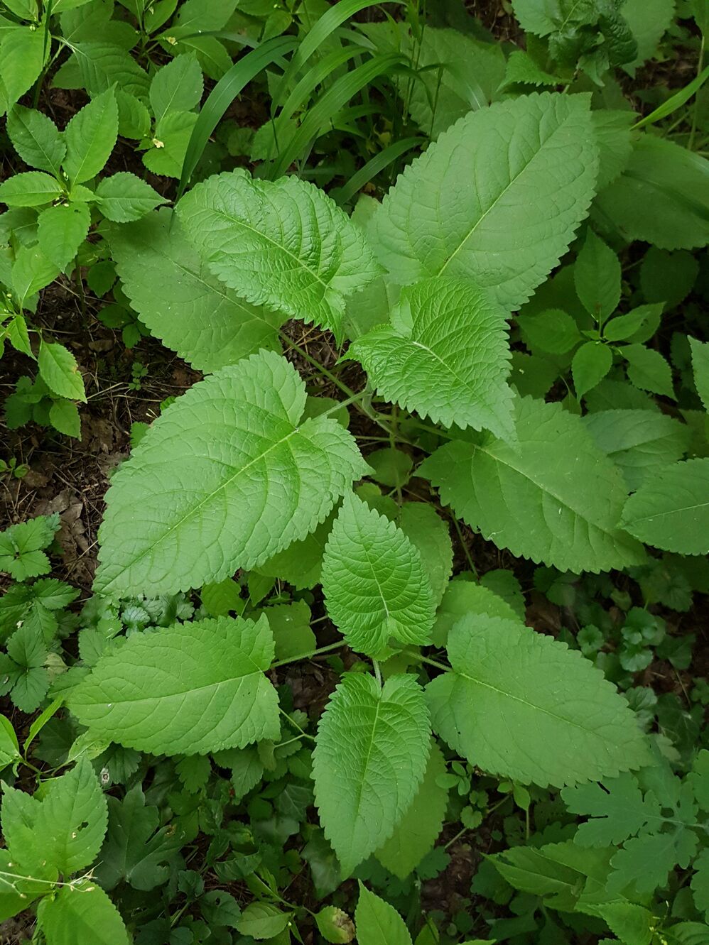 20190612_195923.jpg