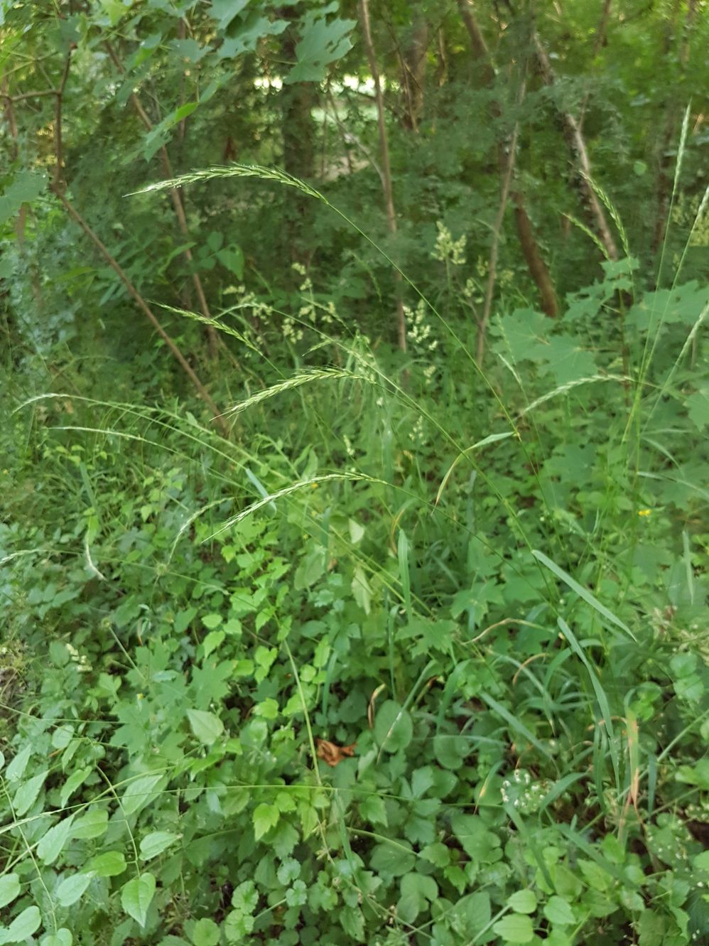 20190612_184223.jpg
