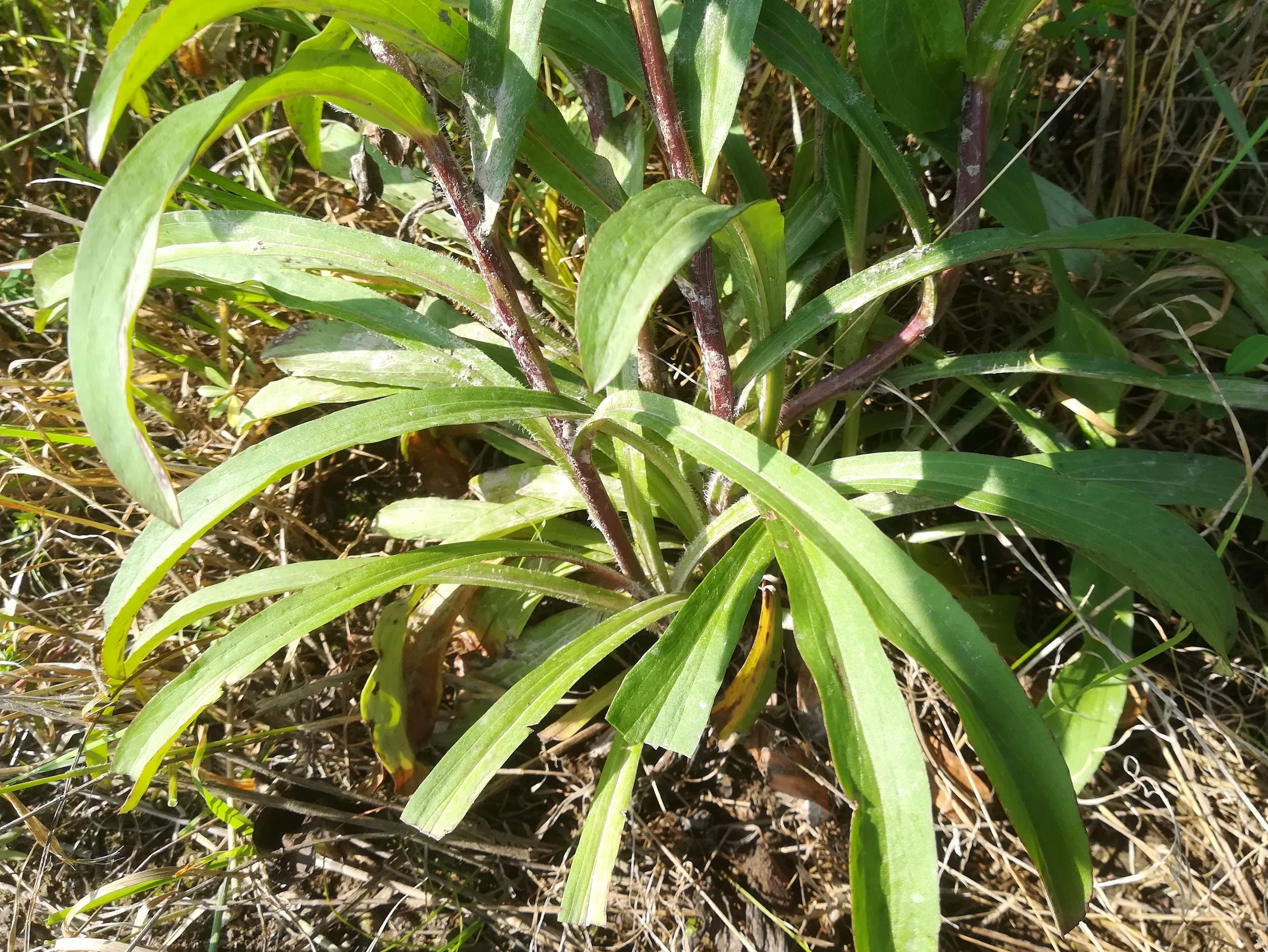 digitalis lanata bhf gramatneusiedl_20190607_091517.jpg