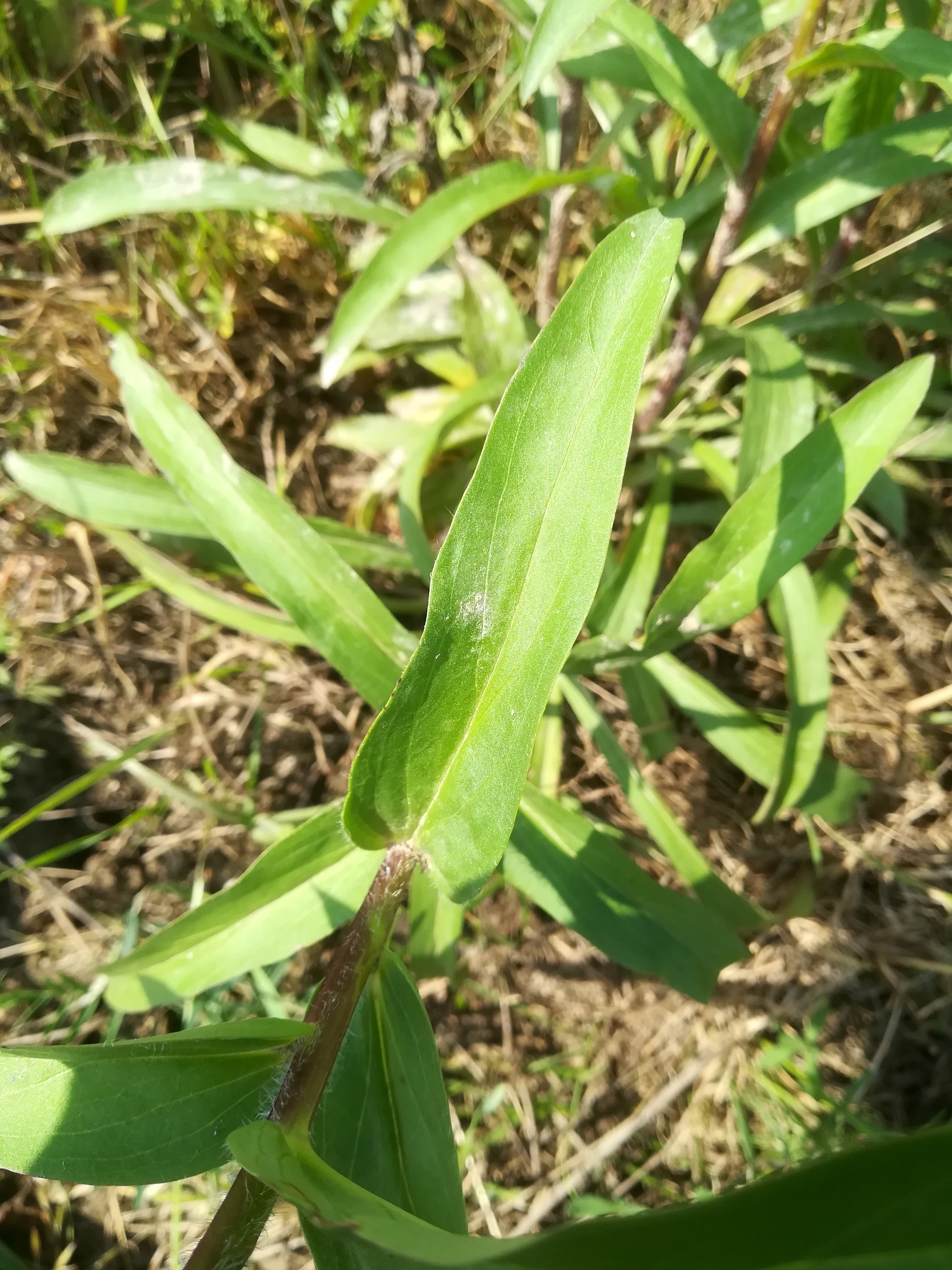 digitalis lanata bhf gramatneusiedl_20190607_091731.jpg