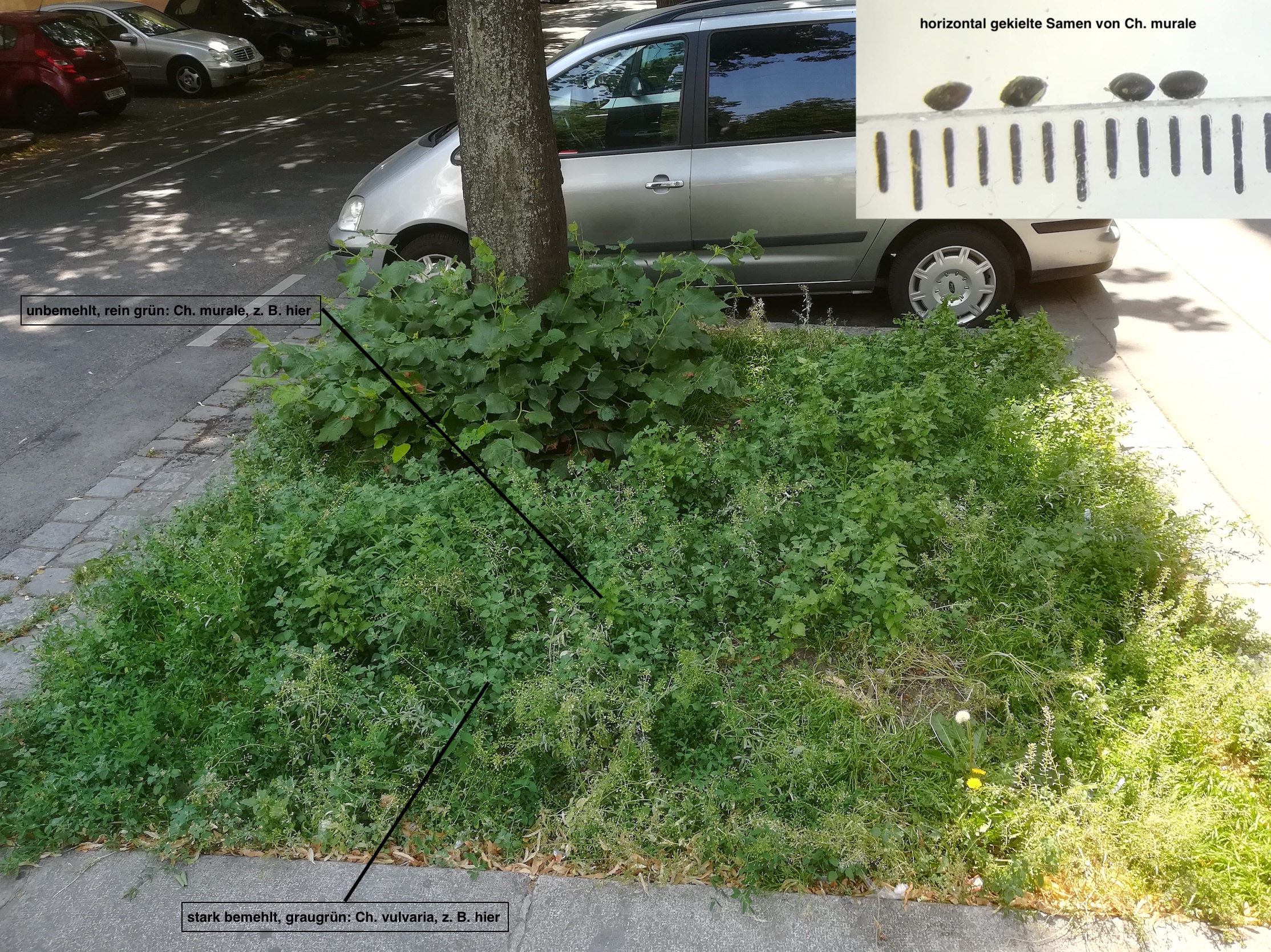 chenopodium vulvaria et ch. murale radingerstraße wien-leopoldstadt_20190613_144853.jpg