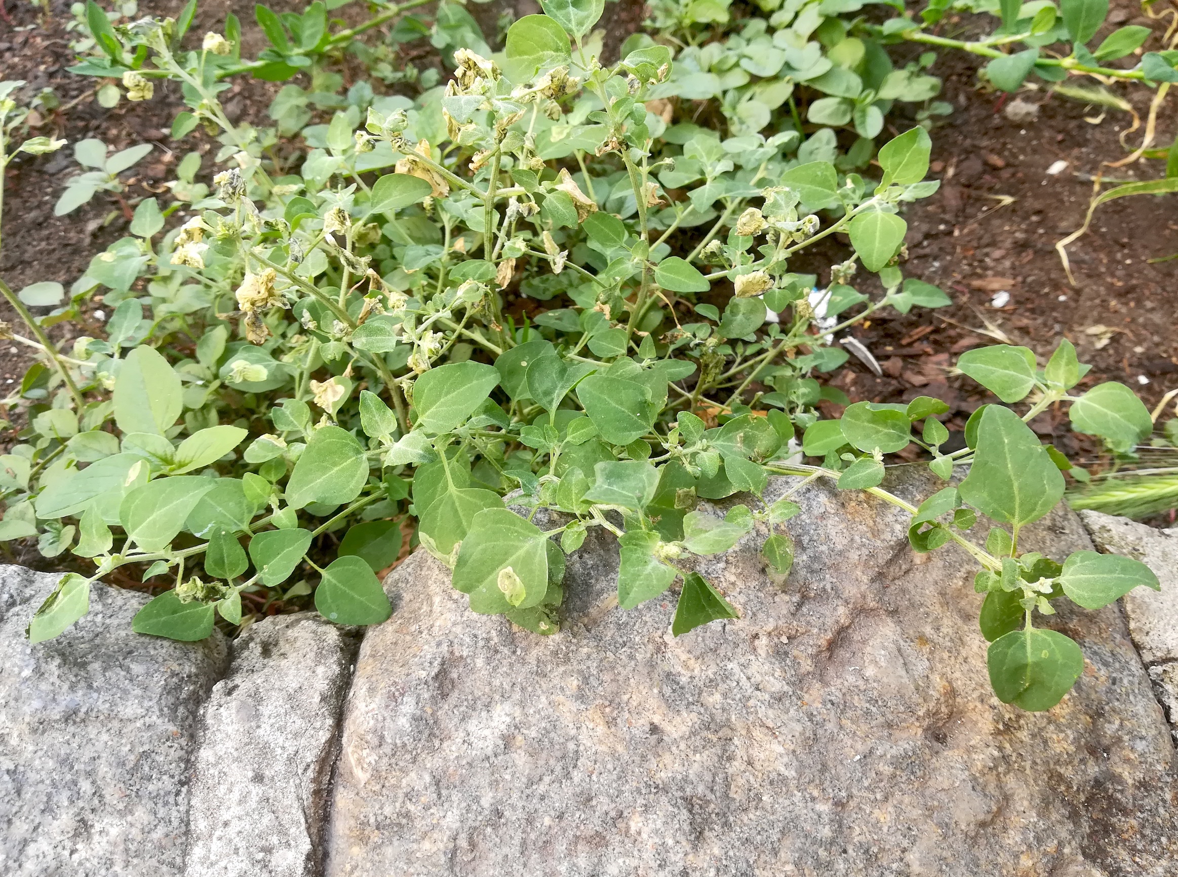 chenopodium vulvaria radingerstraße wien-leopoldstadt_20190613_144710.jpg