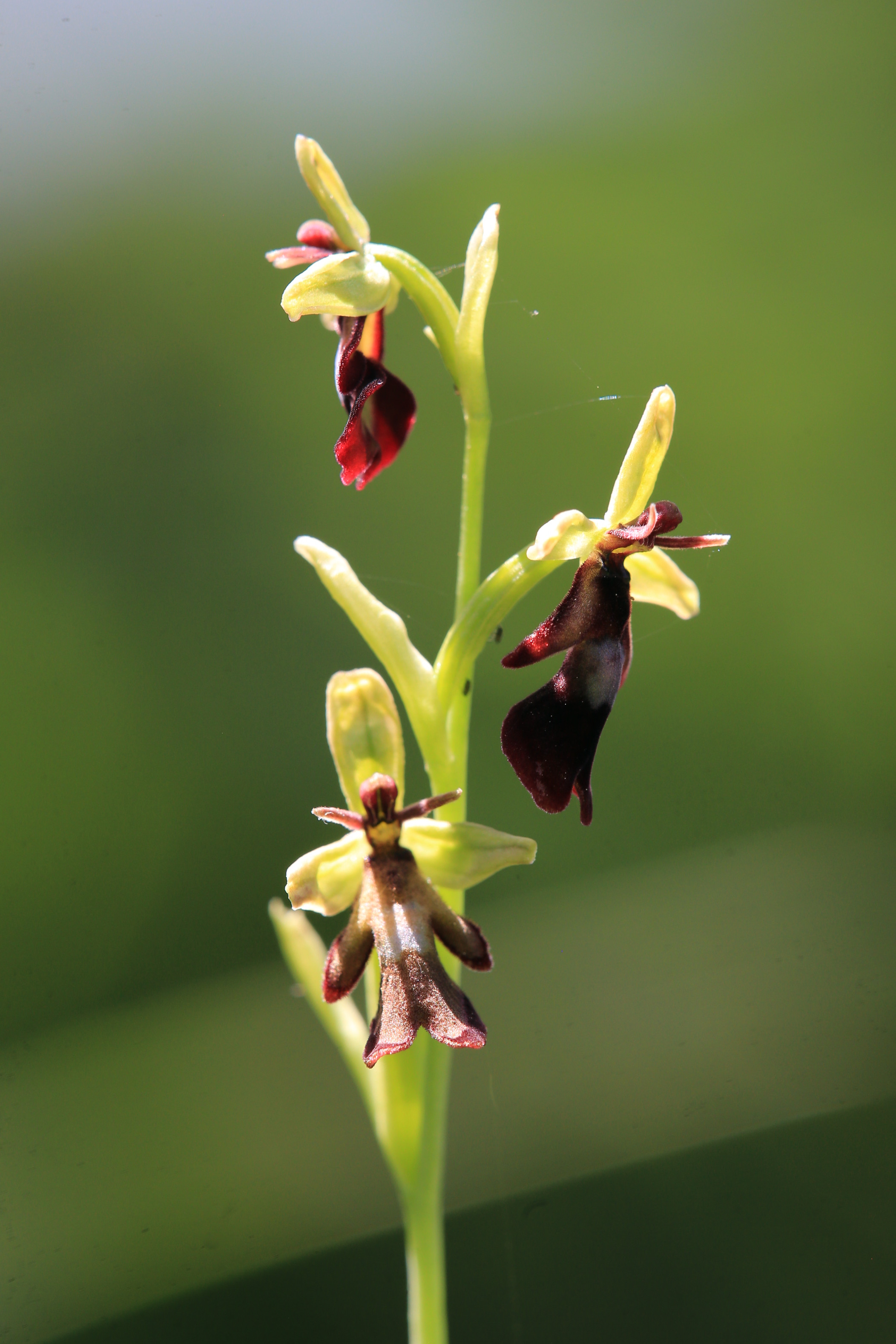 Ophrys insectifera.jpg