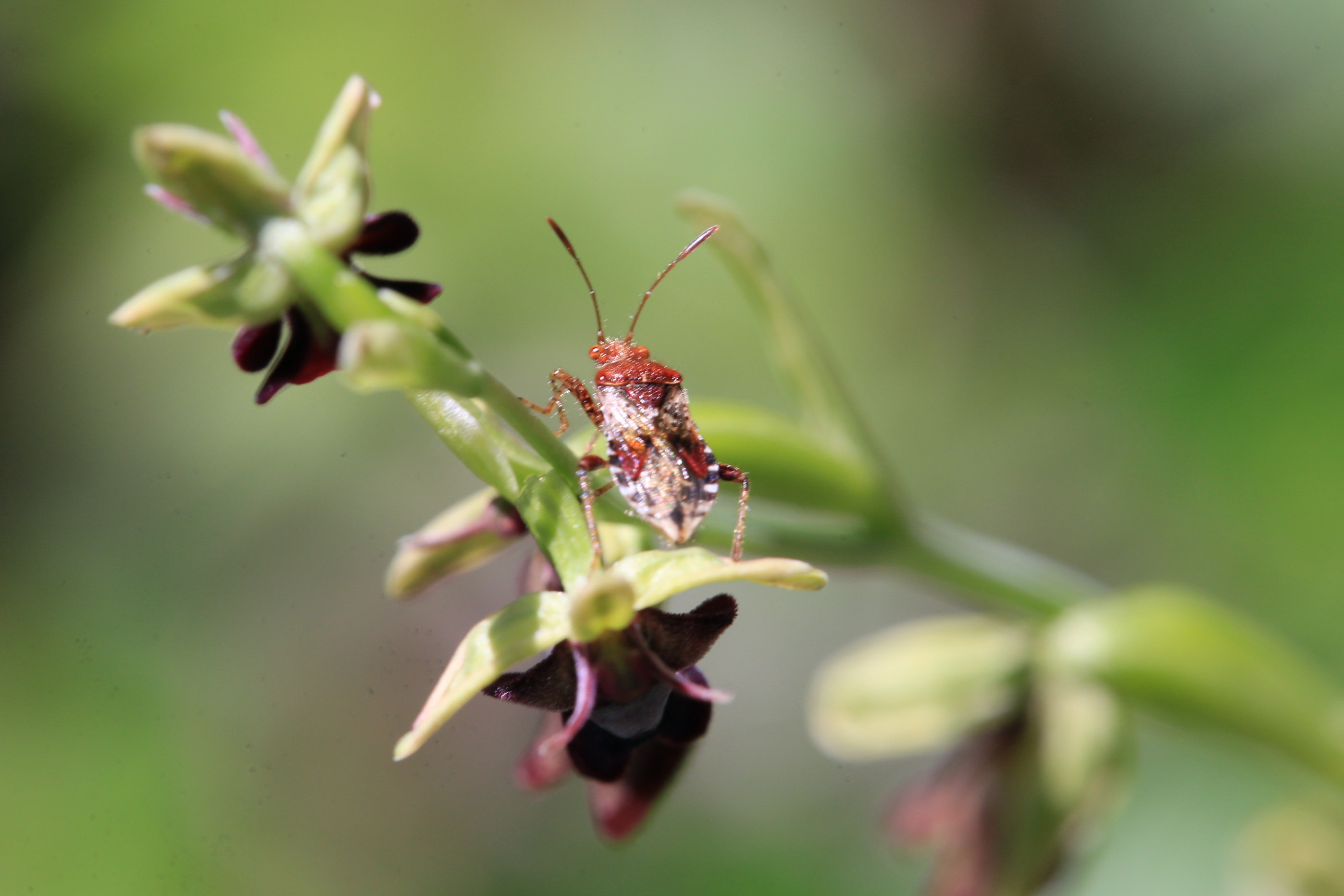 Ophrys insectifera2.jpg