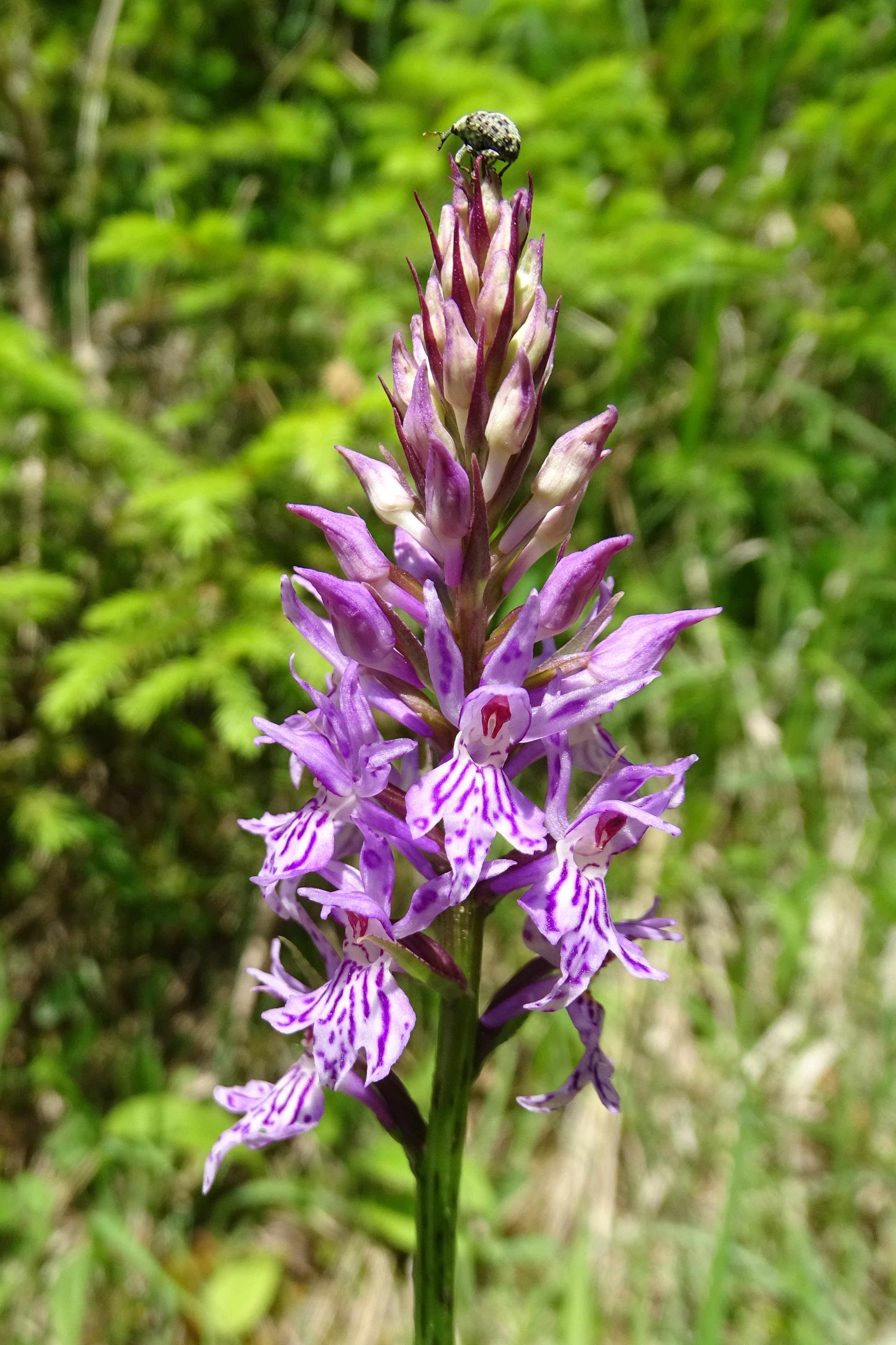 Dactylorhiza fuchsii_plesch.JPG