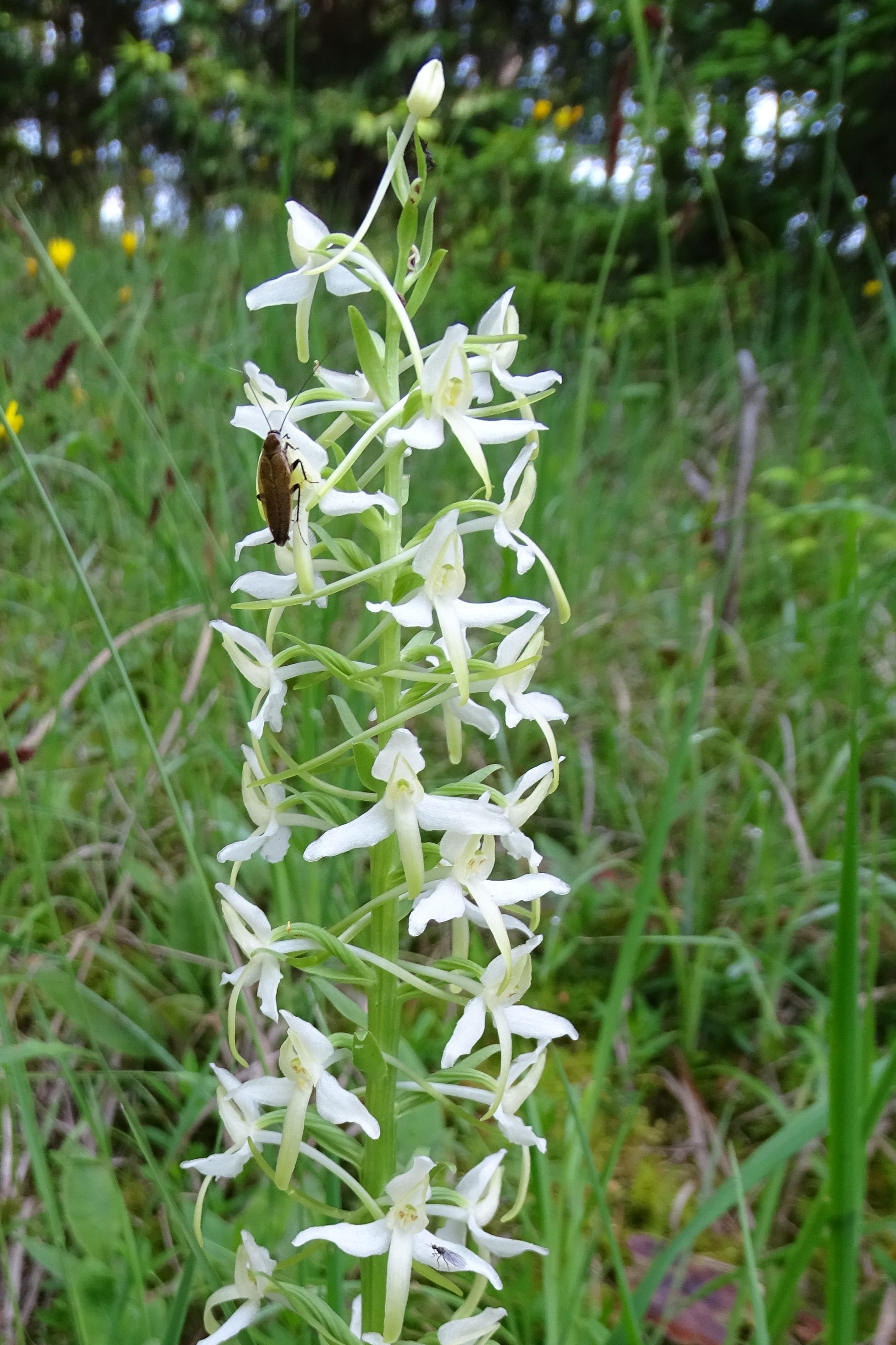 Platanthera chlorantha_plesch.JPG