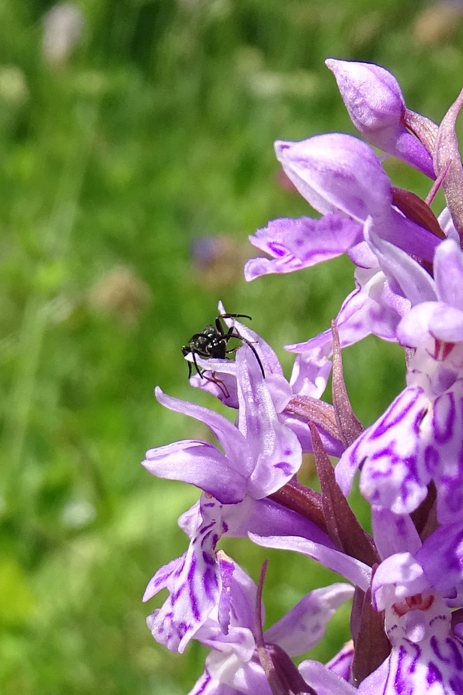 Dactylorhiza fuchsii_plesch2.JPG