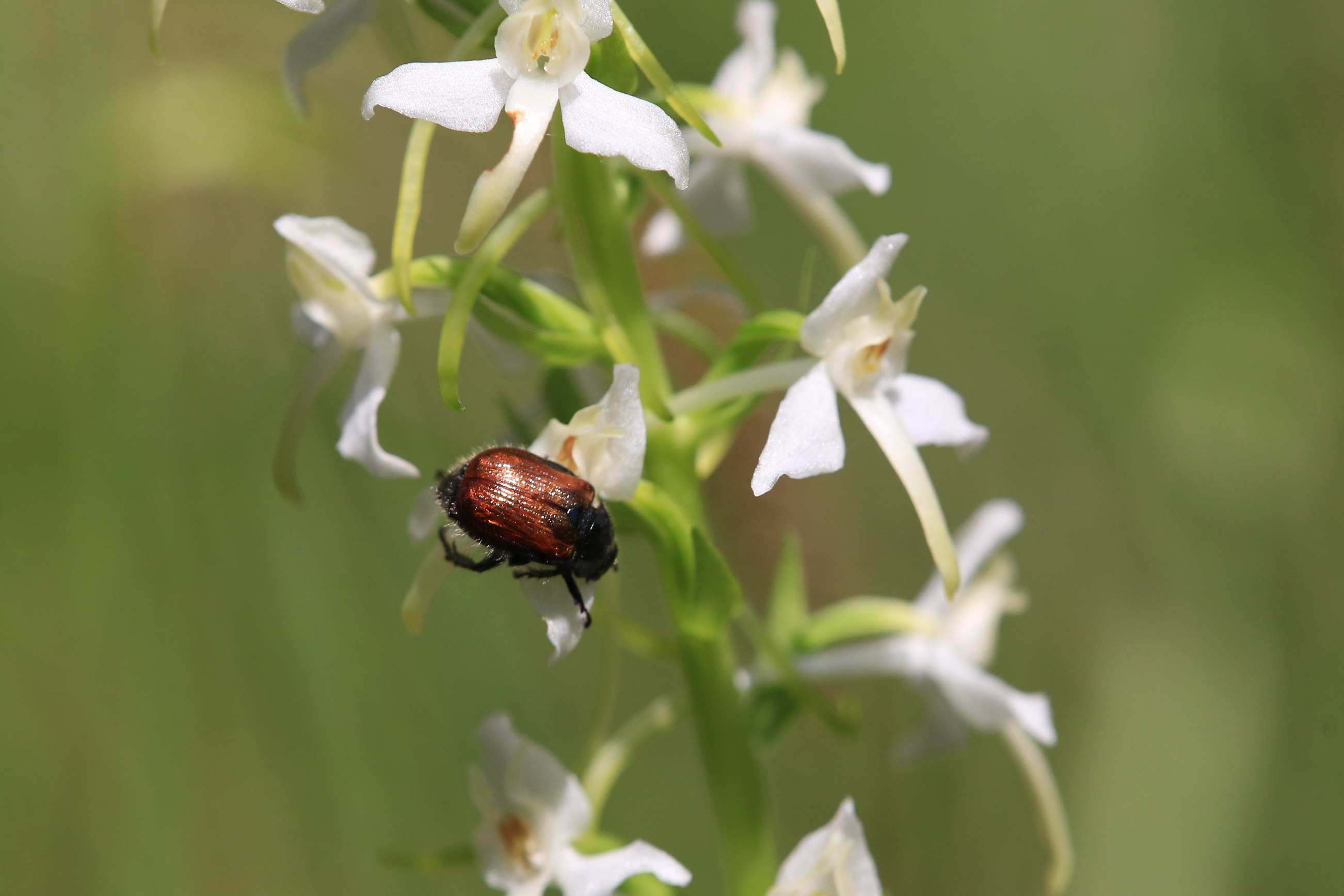 Platanthera_plesch.JPG