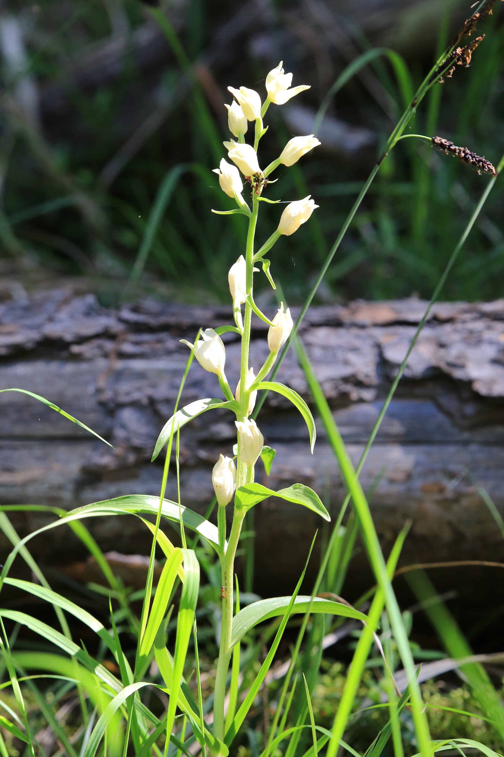 Cephalanthera damasonium_plesch.JPG