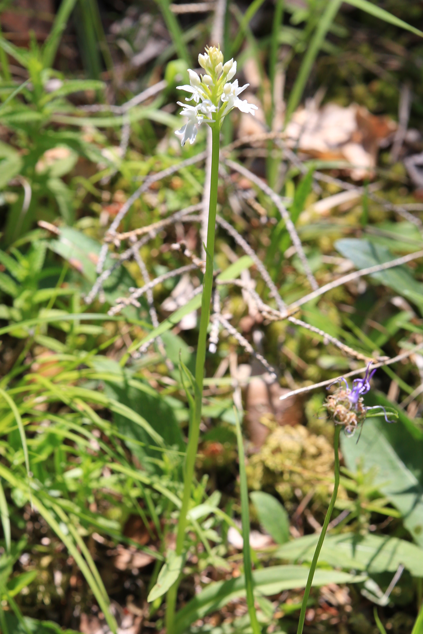 Dactylorhiza fuchsii_plesch3.JPG