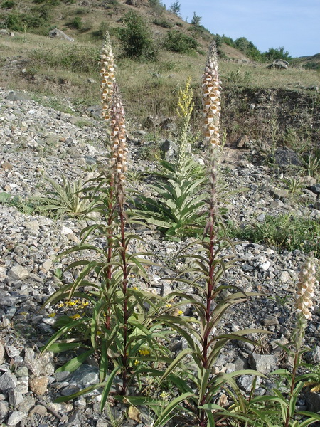 Digitalis.lanata.NO-Albanien.Korabmassiv.Plosthan.jpg