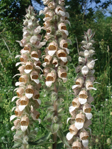 Digitalis.lanata.jpg