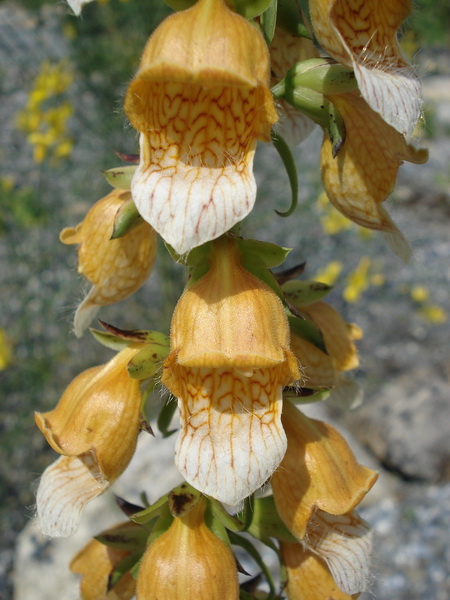 Digitalis.laevigata.jpg