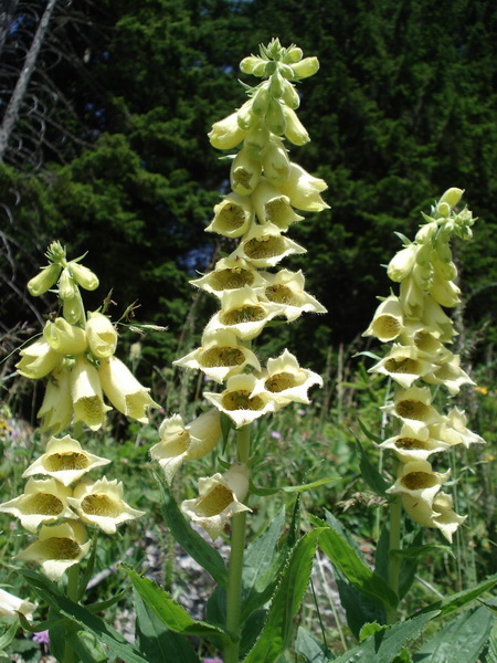 Digitalis.grandiflora.jpg