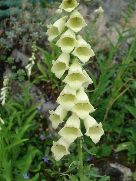 Digitalis.grandiflora x lutea.jpg