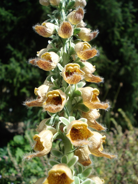 Digitalis.ferruginea.SO-Europa.JPG