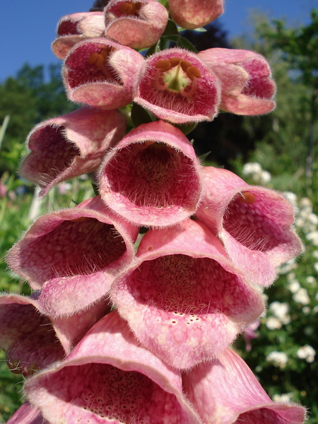 Digitalis x mertonensis grandiflora x purpurea.jpg