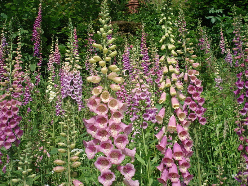 Digitalis.purpurea.jpg