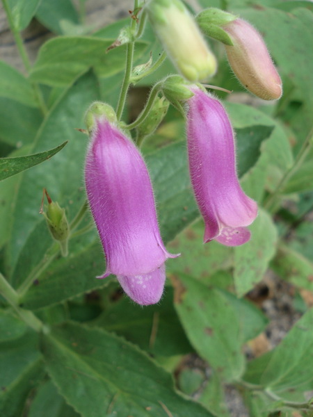 Digitalis.thapsi.Spanien.jpg