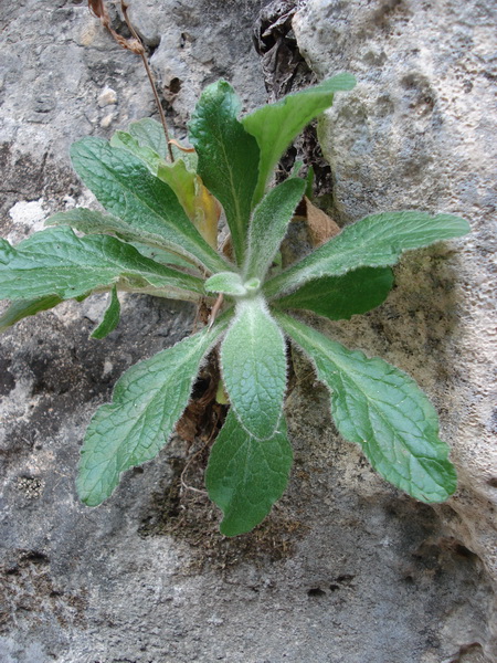 Digitalis.minor.cf.Balearen-F.Endemit.Spa-Mallorca.Schlucht.v.Calobra.JPG