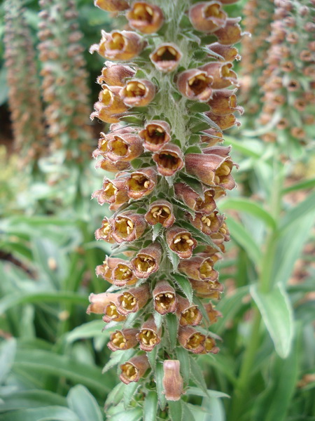 Digitalis.parviflora.jpg